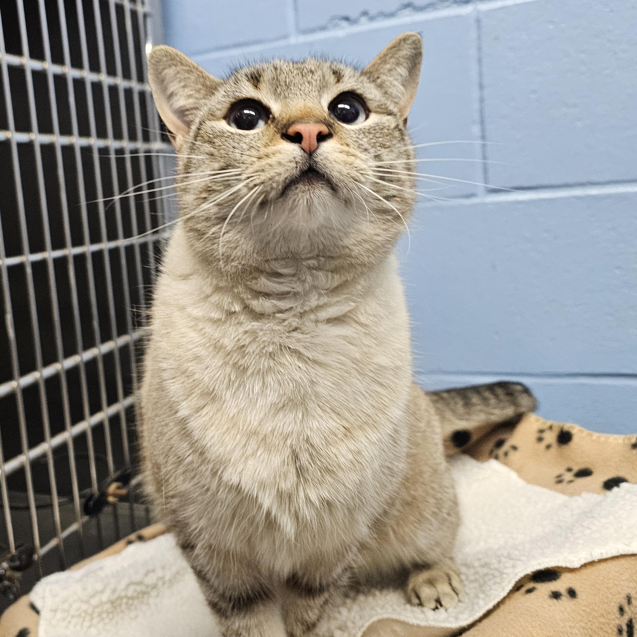 Enlarge Mia, a ADOPTABLE mixed breed in Lowell, AR image 4/5