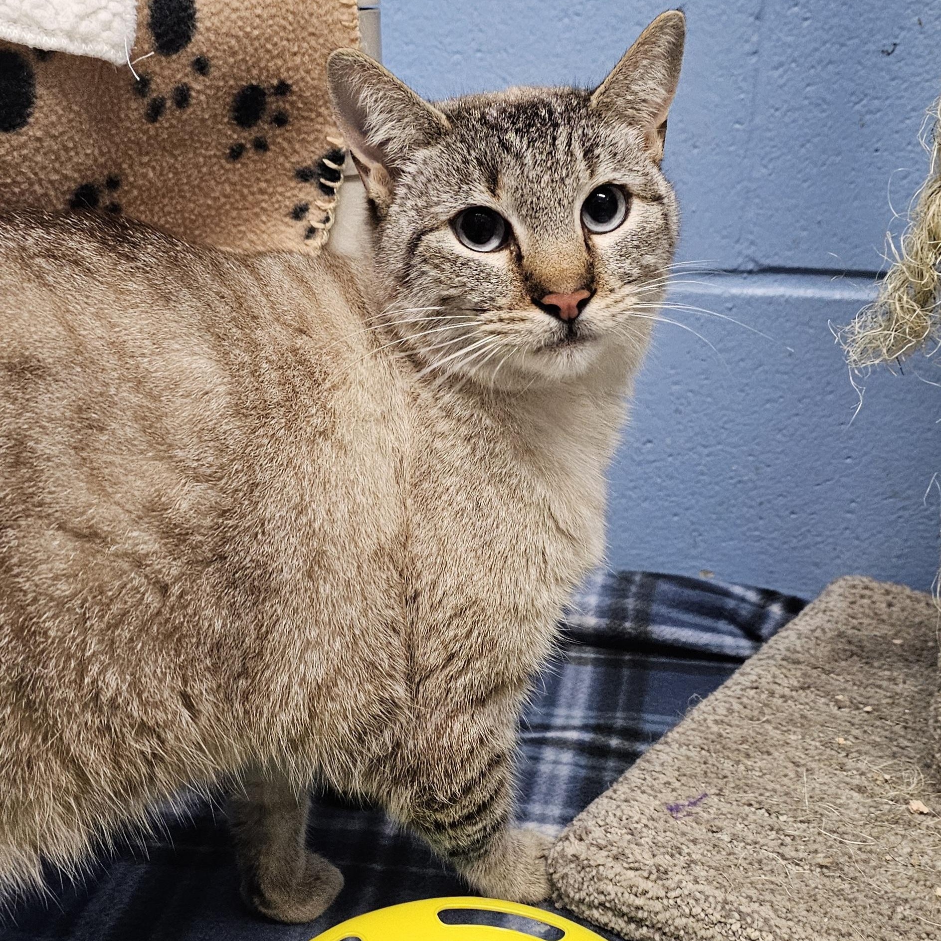 Enlarge Mia, a ADOPTABLE mixed breed in Lowell, AR image 3/5