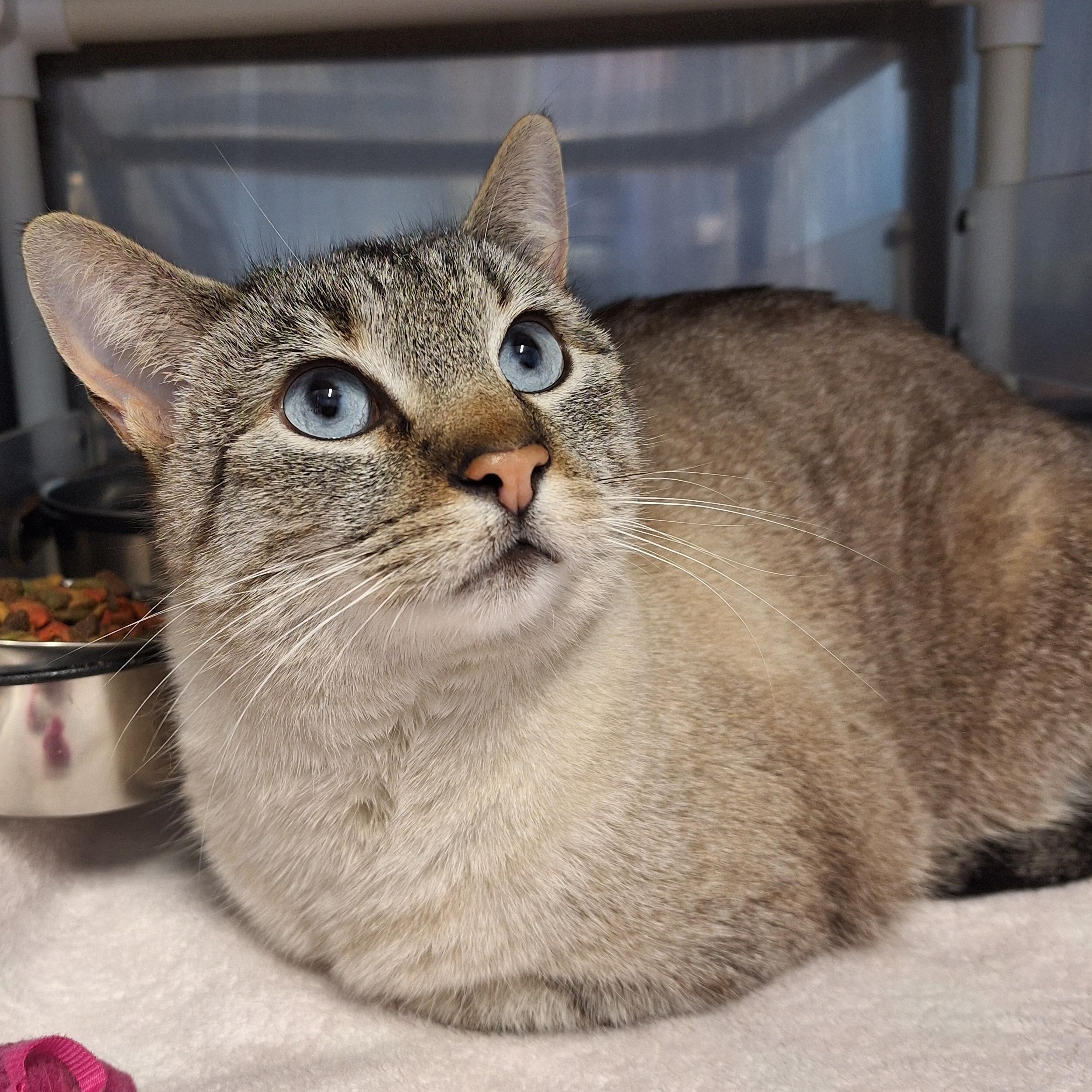 Mia, ADOPTABLE, Adult Female Siamese.