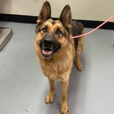 Manny, an adoptable German Shepherd Dog in Phoenix, OR, 97535 | Photo Image 2