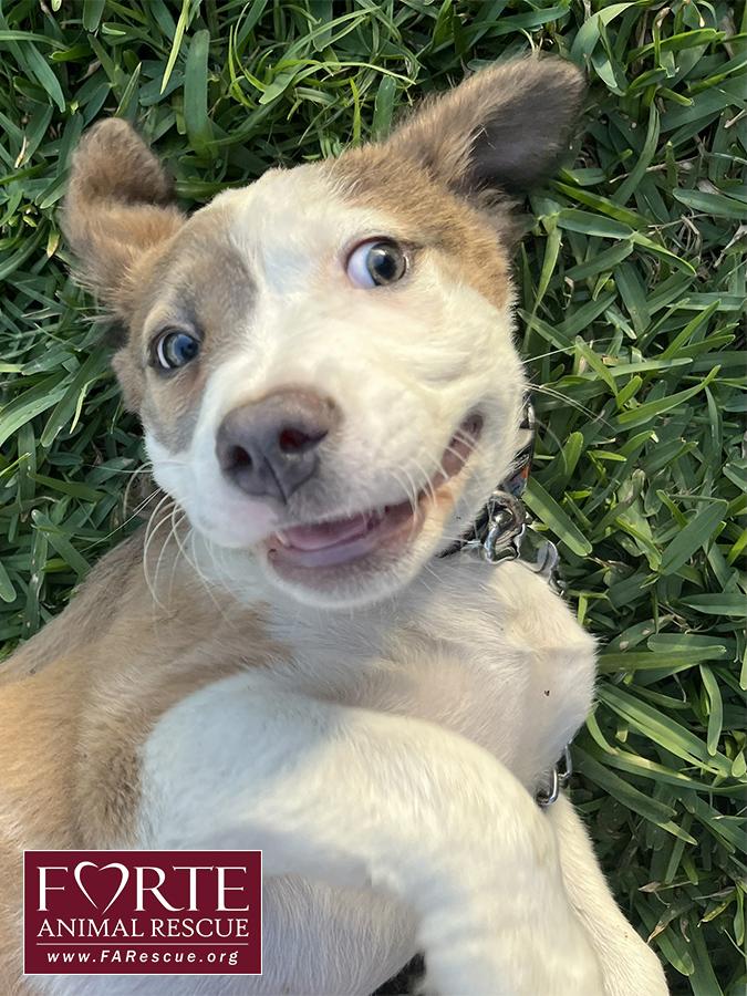 Ella, an adopted mixed breed in Marina Del Rey, CA image 3/4