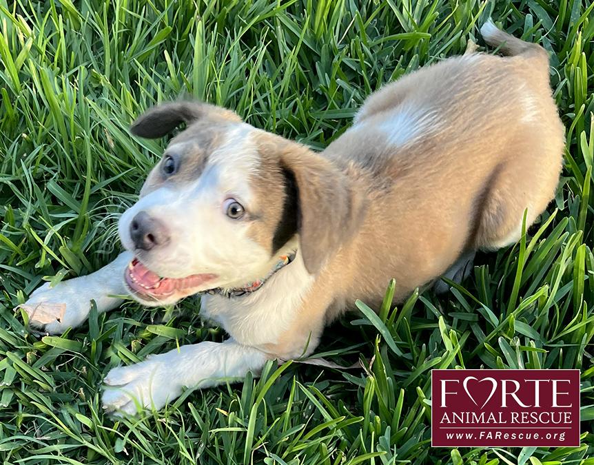 Ella, an adopted mixed breed in Marina Del Rey, CA image 1/4