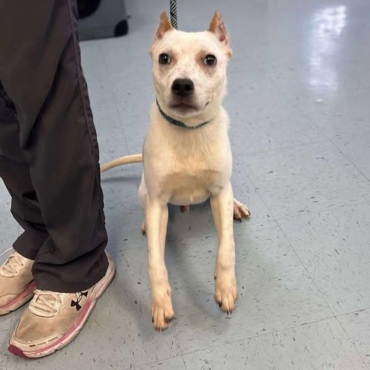 Bandit, a Adoptable mixed breed in Bardstown, KY image 3/6