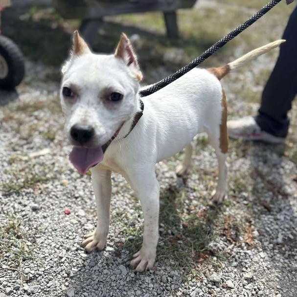 Bandit, a Adoptable mixed breed in Bardstown, KY image 4/6