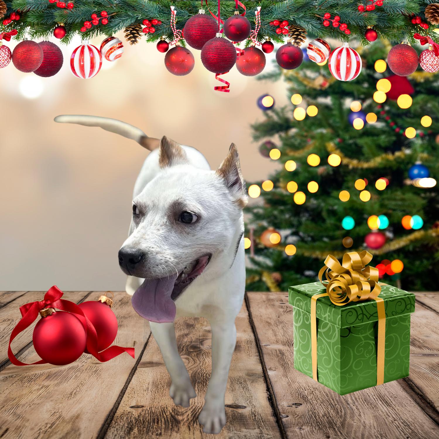 Bandit, a Adoptable mixed breed in Bardstown, KY image 1/6