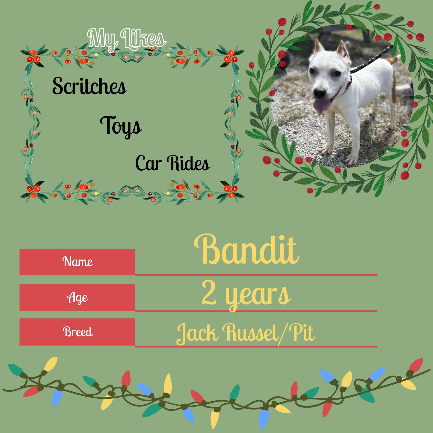 Bandit, a Adoptable mixed breed in Bardstown, KY image 5/6
