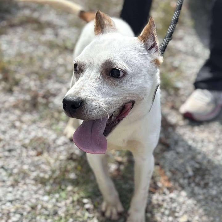 Bandit, Adoptable, Adult Male Jack Russell Terrier.