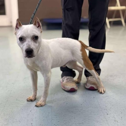 Bandit, a Adoptable mixed breed in Bardstown, KY image 6/6