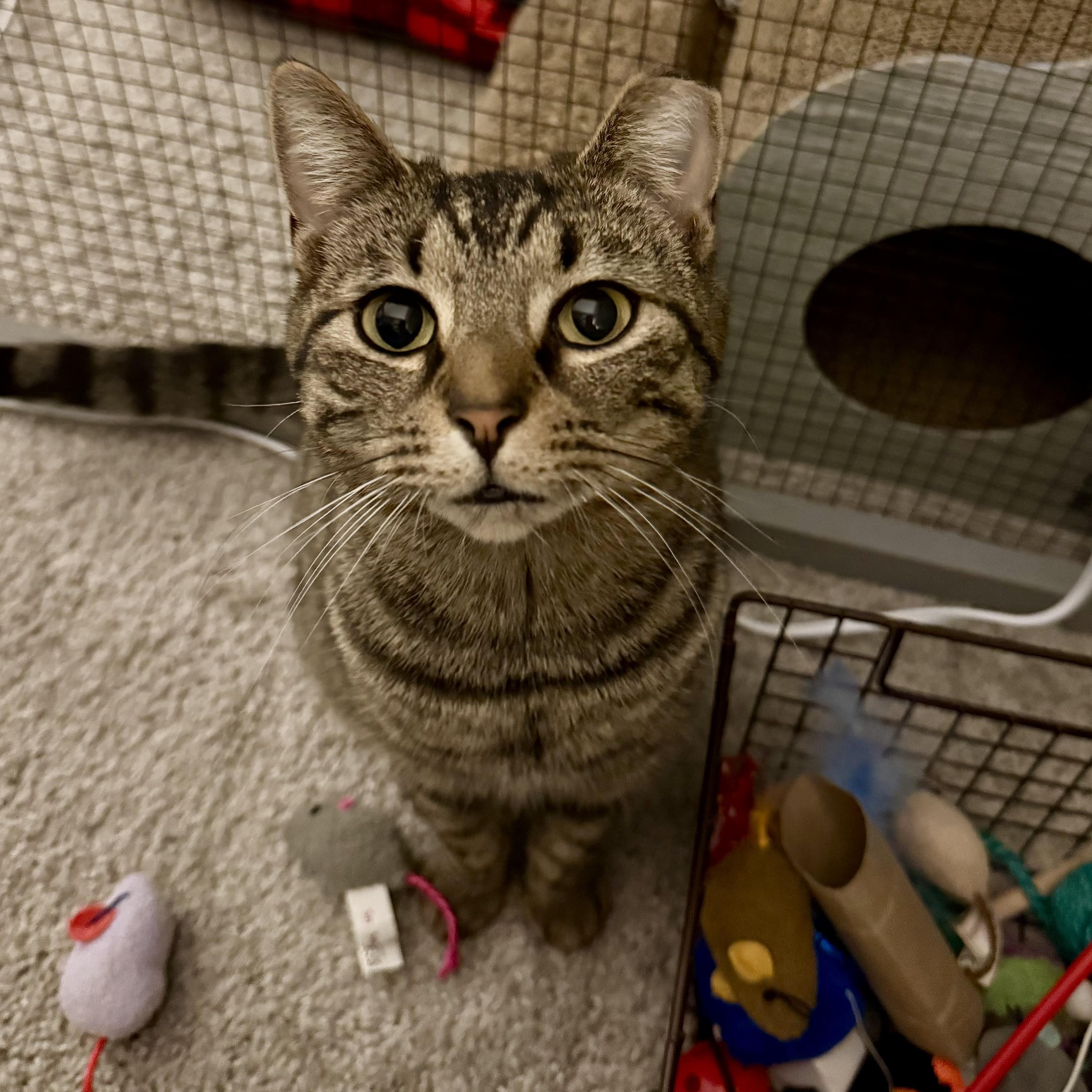 Enlarge Gilly, a Adoptable Domestic Short Hair in Richmond, VA image 2/4