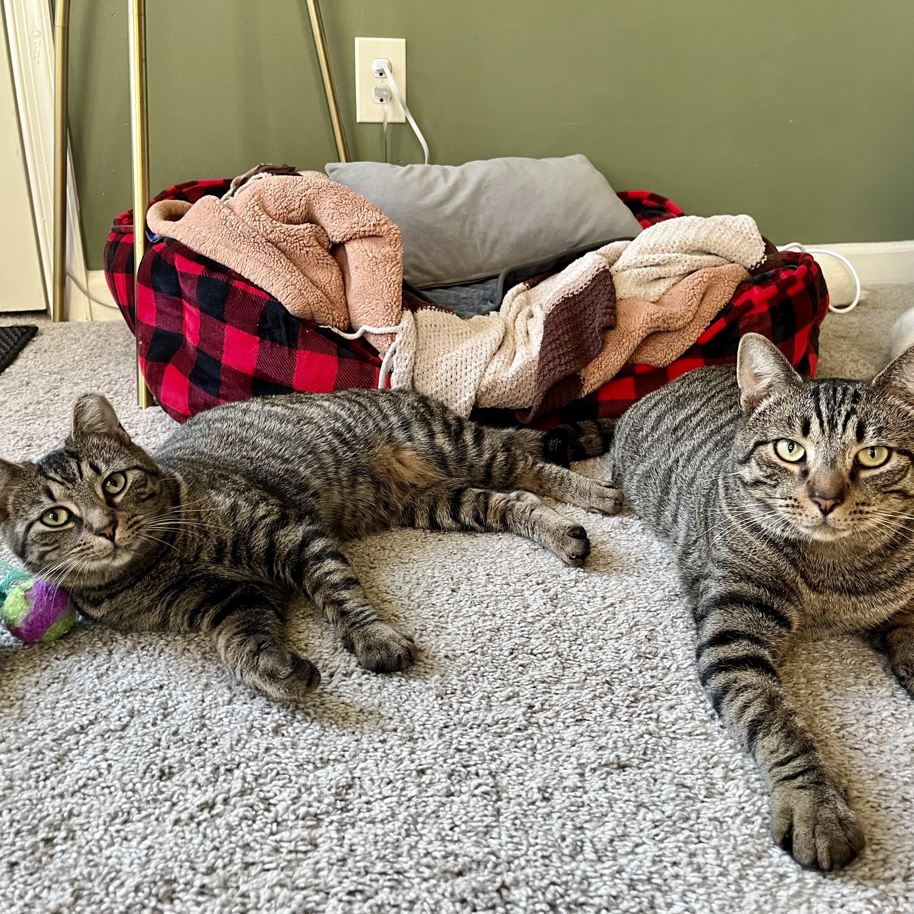 Enlarge Gilly, a Adoptable Domestic Short Hair in Richmond, VA image 4/4