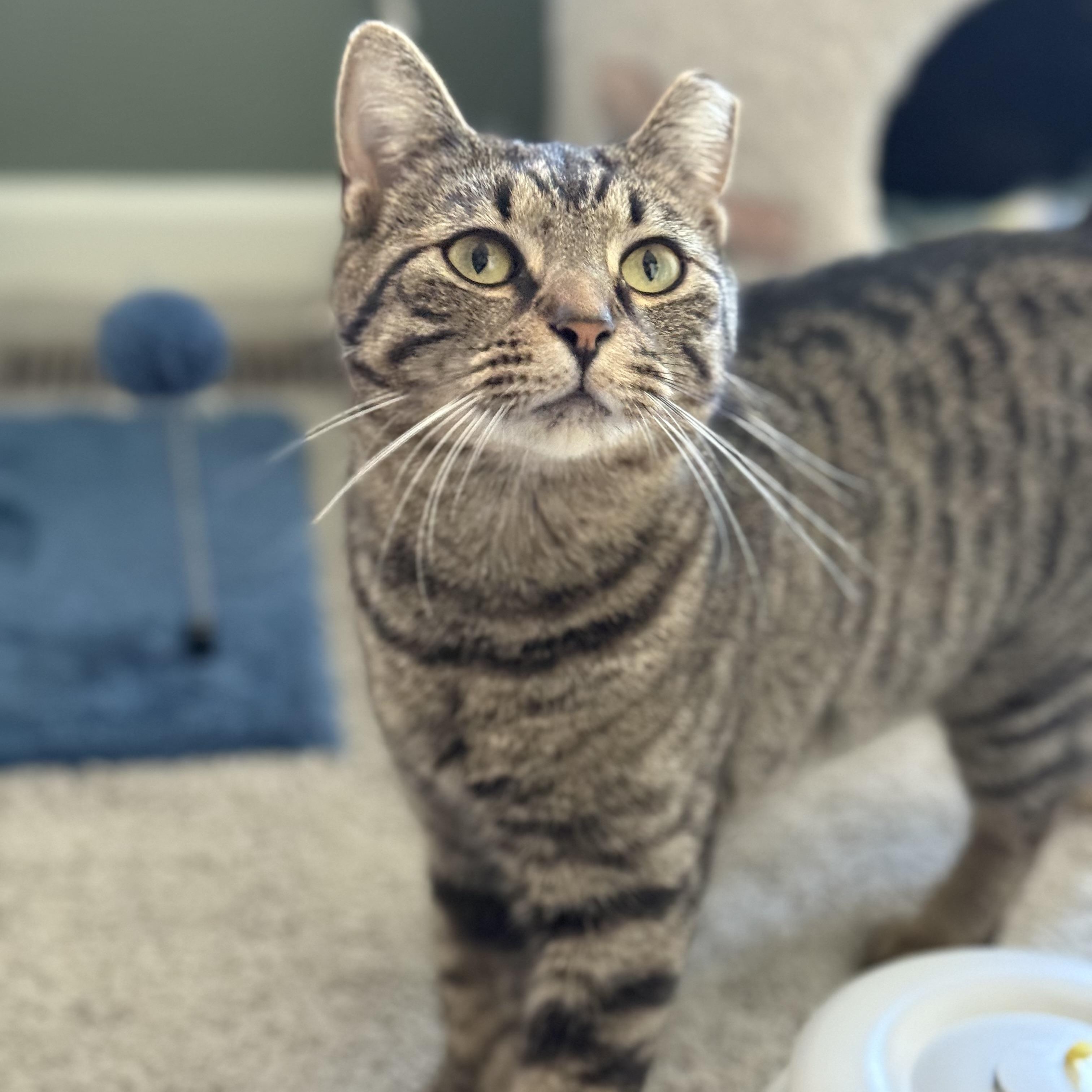 Gilly, Adoptable, Young Female Domestic Short Hair.