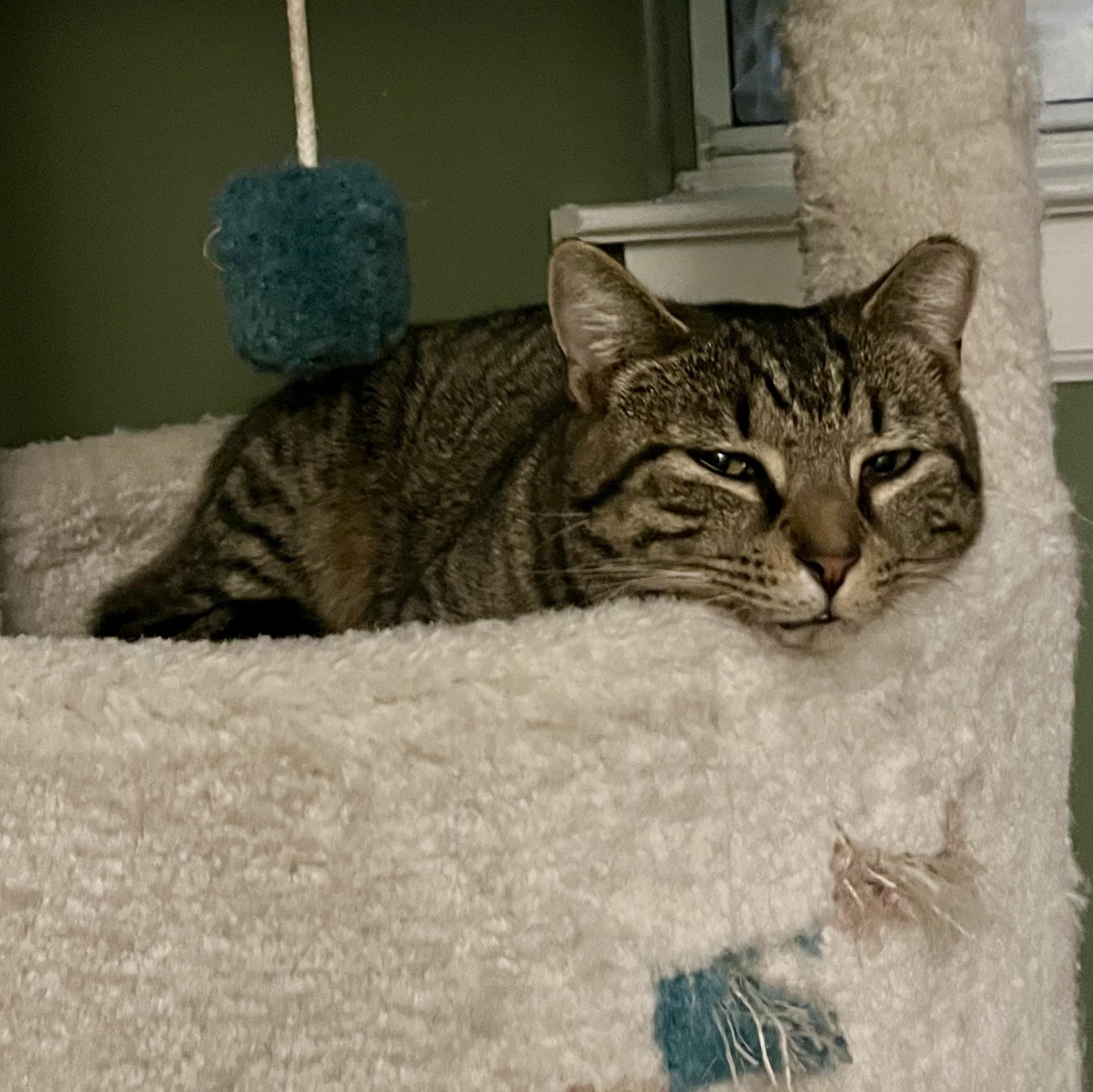 Enlarge Gilly, a Adoptable Domestic Short Hair in Richmond, VA image 3/4