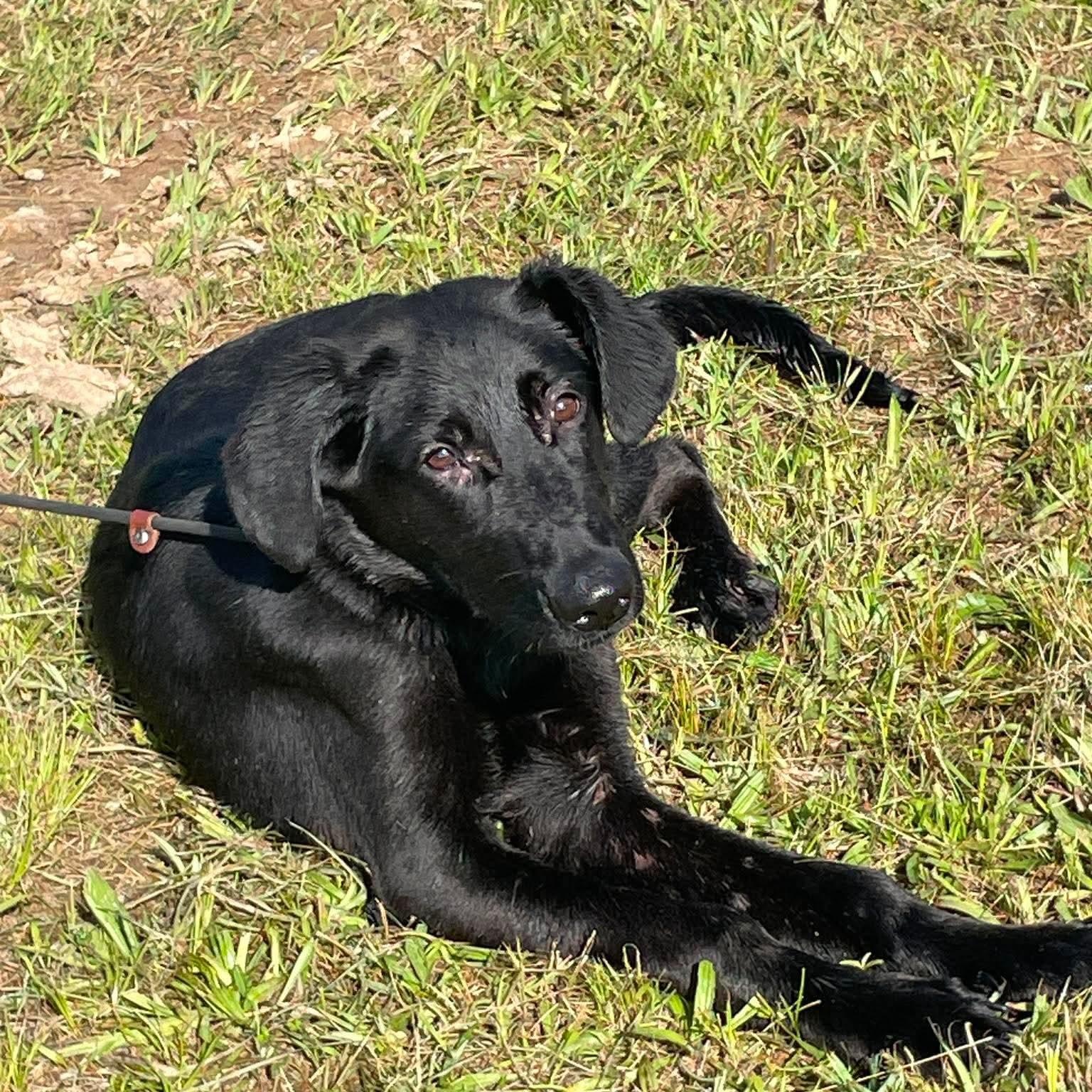 Enlarge Forest, a ADOPTABLE mixed breed in Jay, NY image 3/6