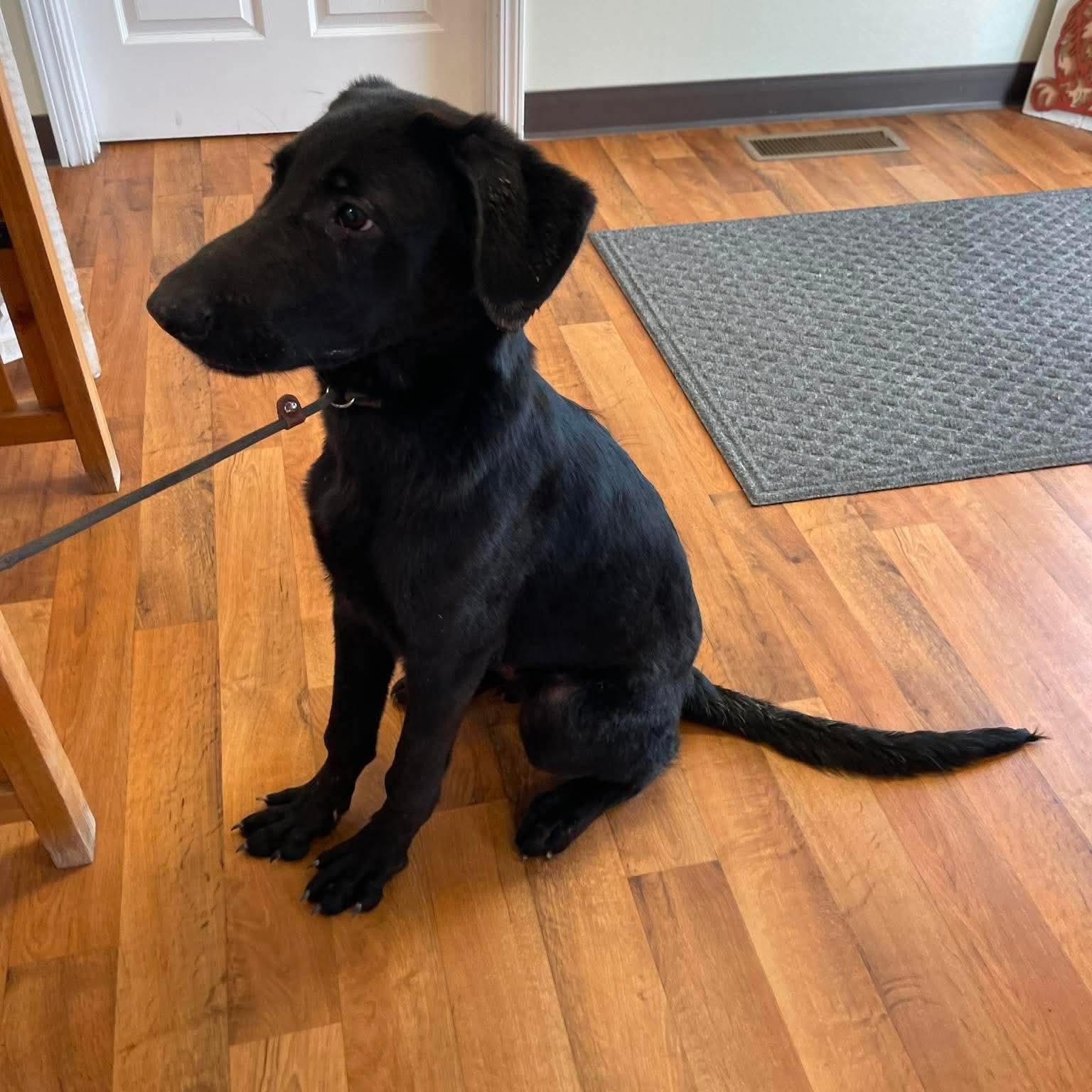 Enlarge Forest, a ADOPTABLE mixed breed in Jay, NY image 5/6