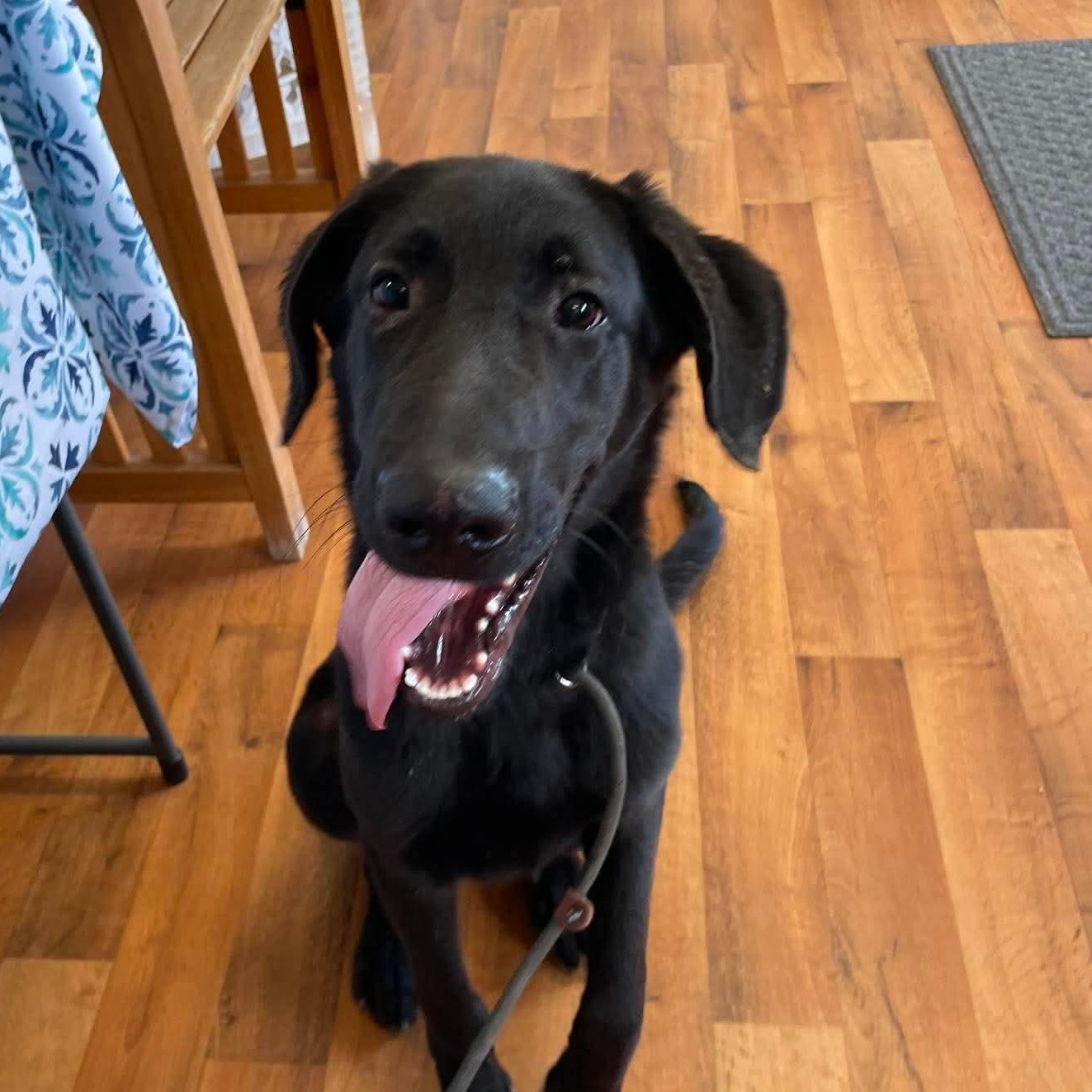 Enlarge Forest, a ADOPTABLE mixed breed in Jay, NY image 6/6