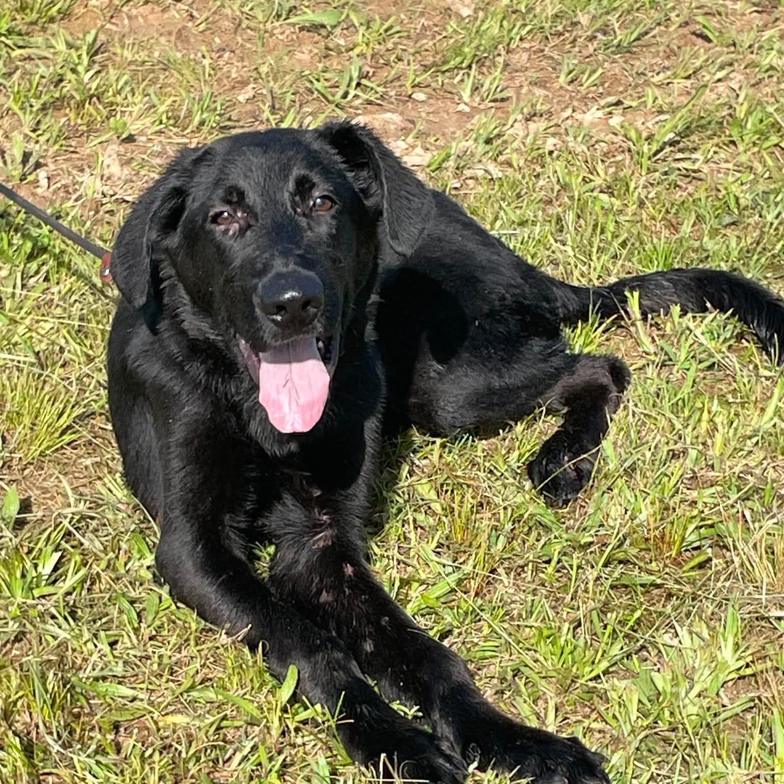 Enlarge Forest, a ADOPTABLE mixed breed in Jay, NY image 2/6