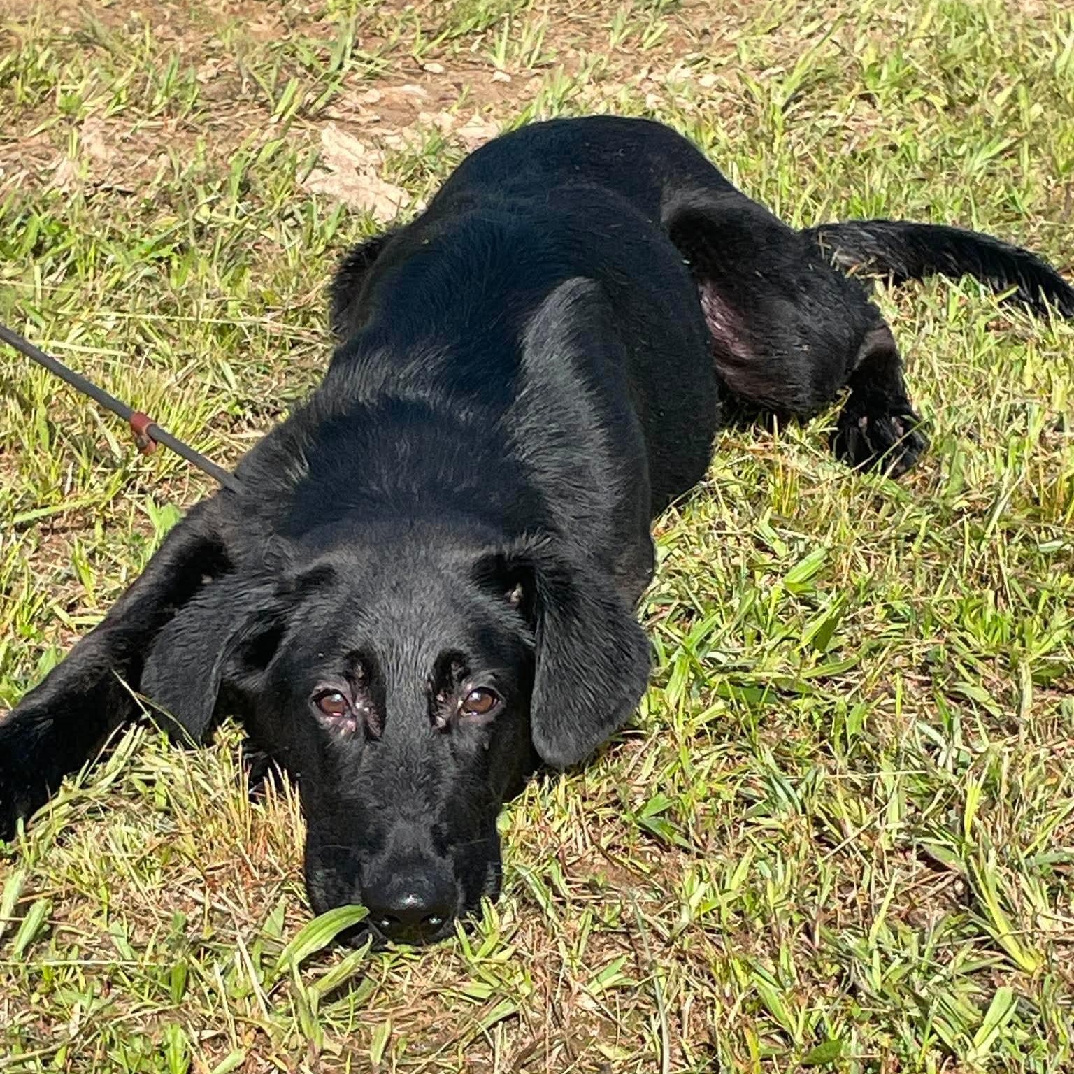 Enlarge Forest, a ADOPTABLE mixed breed in Jay, NY image 1/6