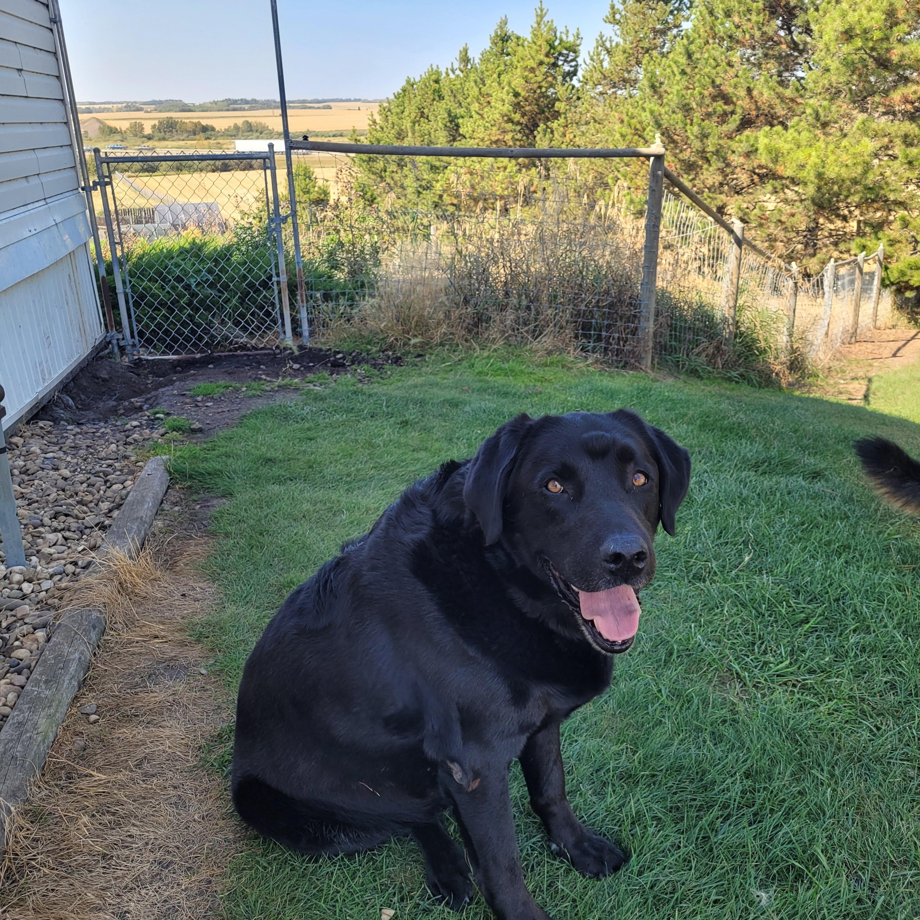 Bo, a Adopted Black Labrador Retriever in Lacombe, AB image 2/5