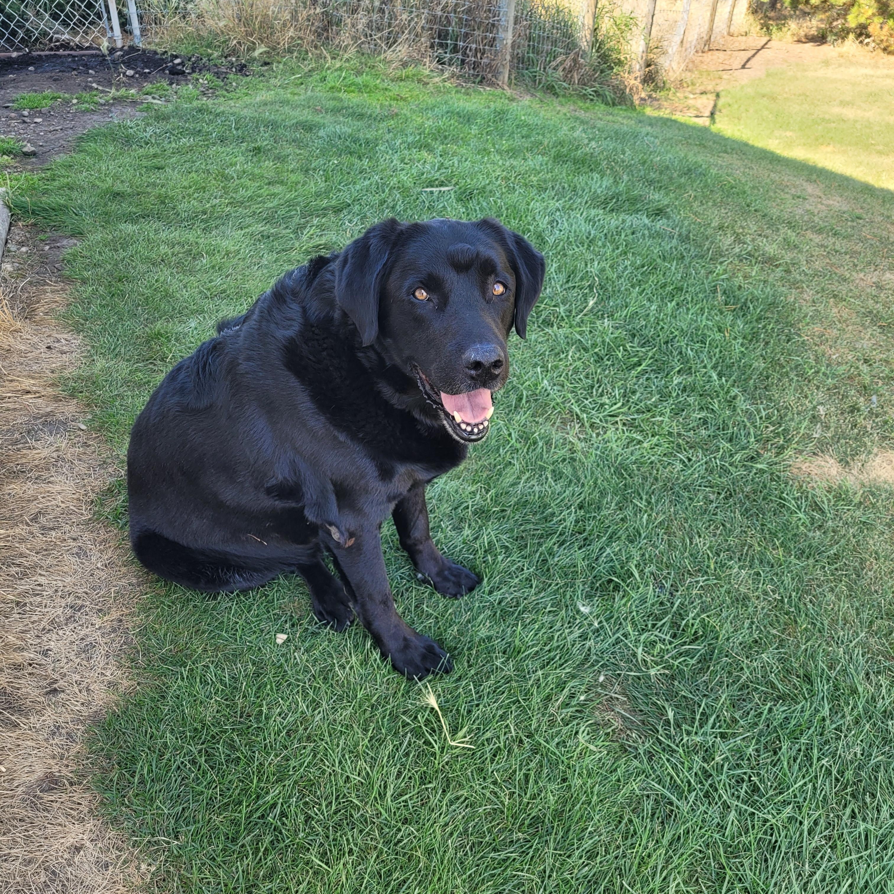 Bo, a Adopted Black Labrador Retriever in Lacombe, AB image 3/5