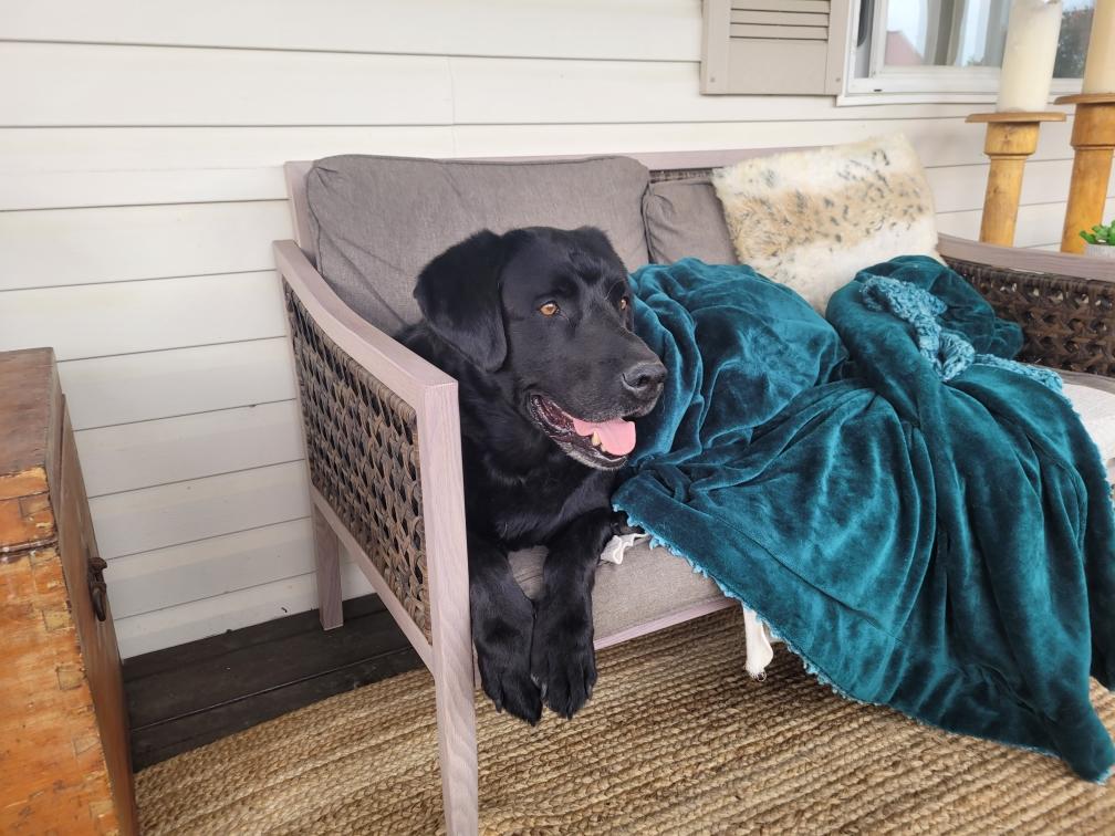 Bo, a Adopted Black Labrador Retriever in Lacombe, AB image 1/5