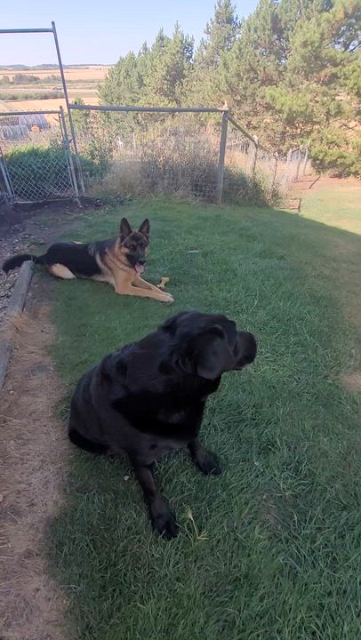 Enlarge Bo, a Adopted Black Labrador Retriever in Lacombe, AB video 5/5