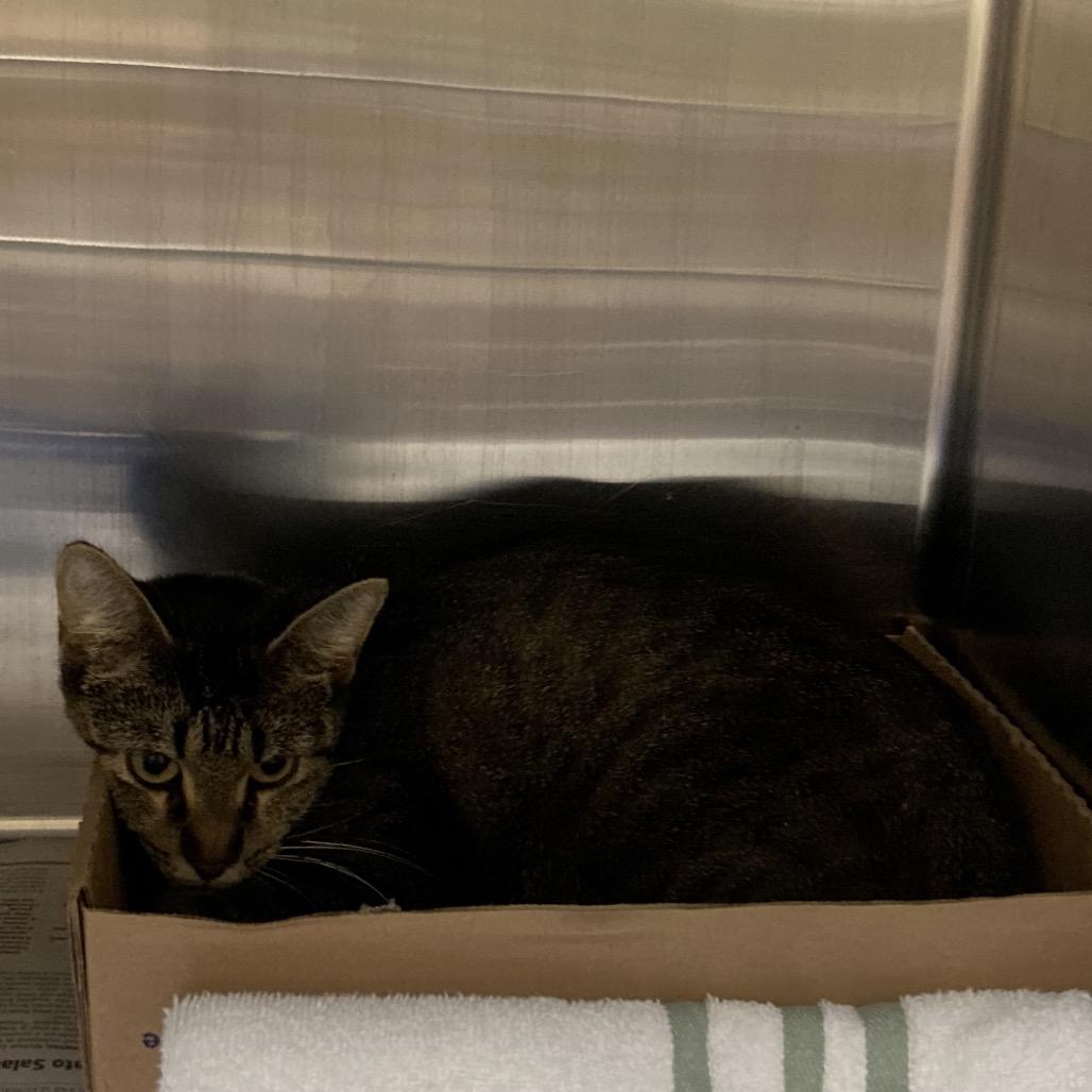 Brittany, Adoptable, Adult Female Domestic Short Hair.