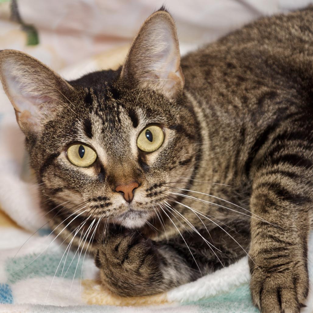 Enlarge Brittany, a Adoptable Domestic Short Hair in Webster, TX image 2/5