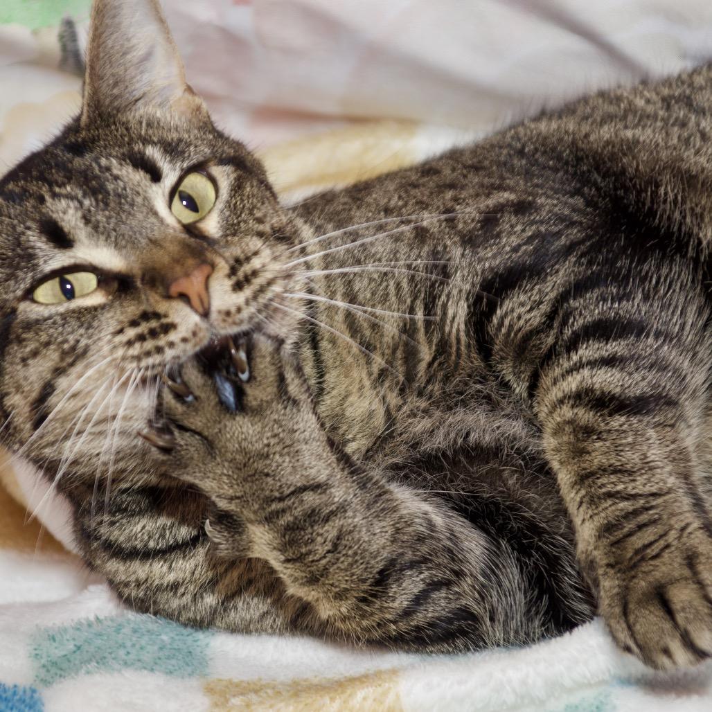 Enlarge Brittany, a Adoptable Domestic Short Hair in Webster, TX image 3/5