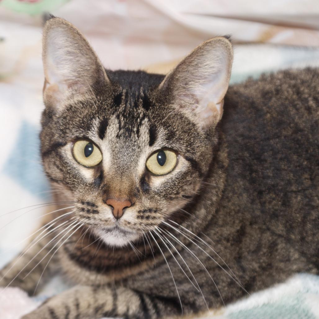 Enlarge Brittany, a Adoptable Domestic Short Hair in Webster, TX image 5/5