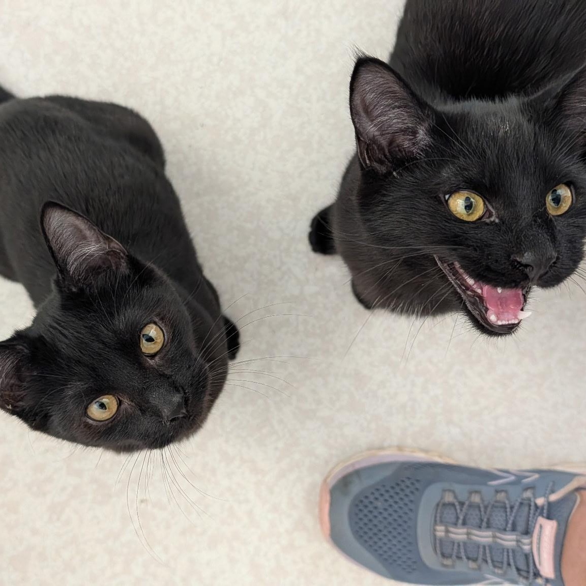 Onyx and Misty, Adopted, Young Female Domestic Short Hair.