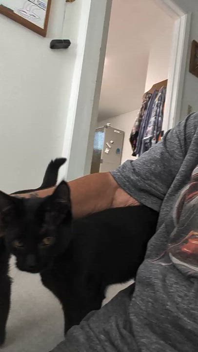 Enlarge Onyx and Misty, a Adopted Domestic Short Hair in Quincy, CA video 3/4