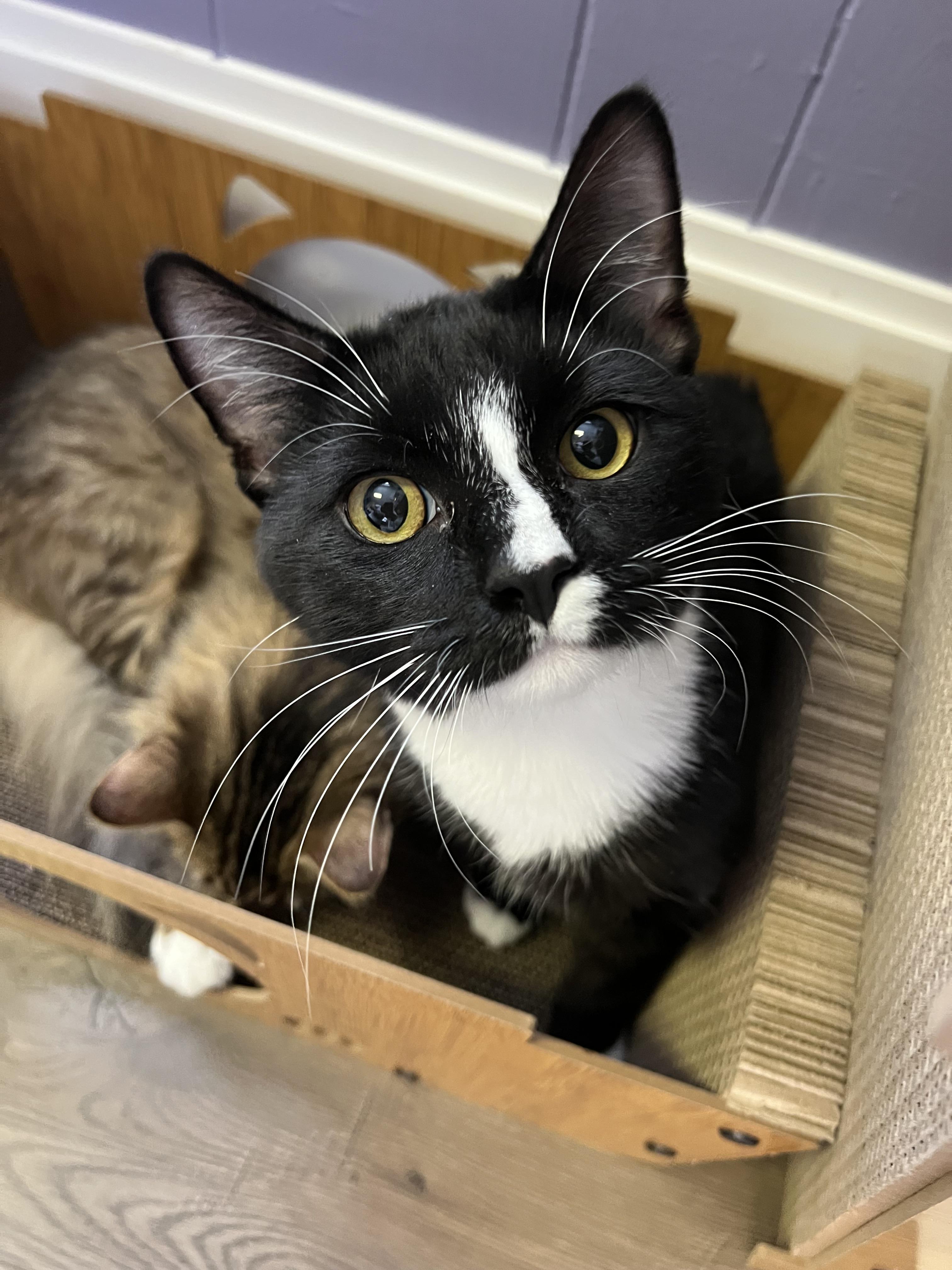 Enlarge Pepino + [Tiger], a Adoptable mixed breed in BREINIGSVILLE, PA image 1/6