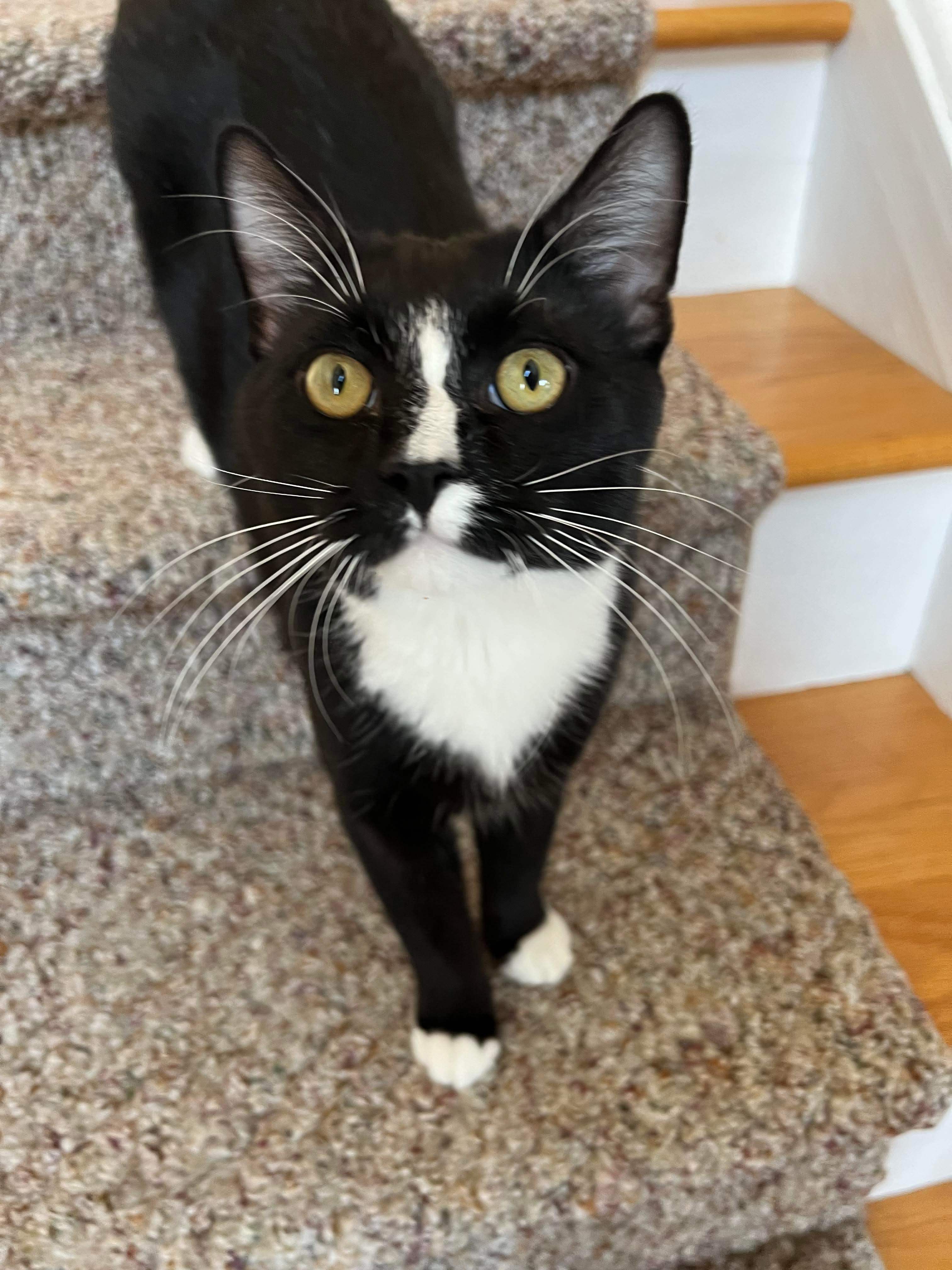 Enlarge Pepino + [Tiger], a Adoptable mixed breed in BREINIGSVILLE, PA image 2/6