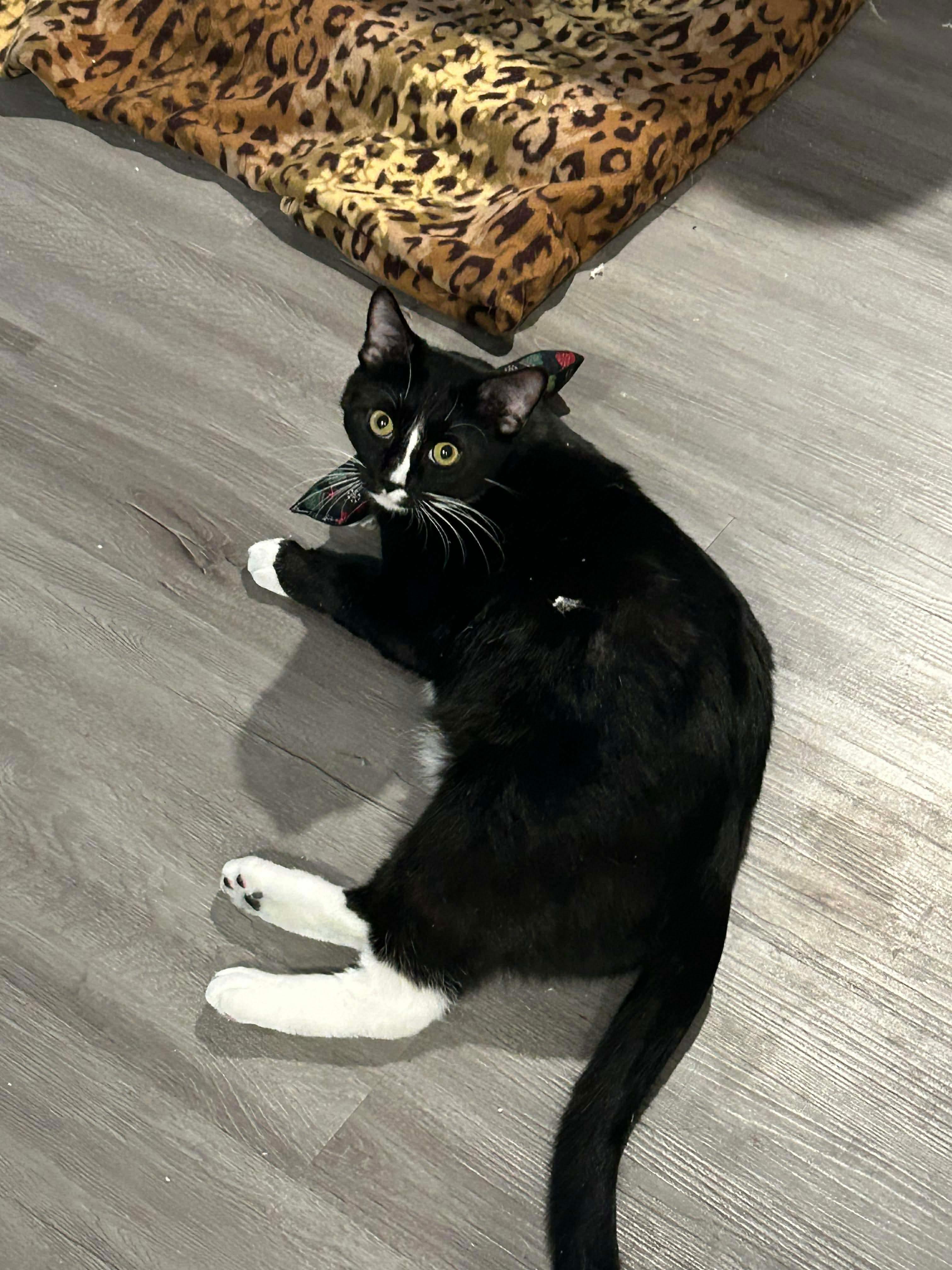 Enlarge Pepino + [Tiger], a Adoptable mixed breed in BREINIGSVILLE, PA image 4/6