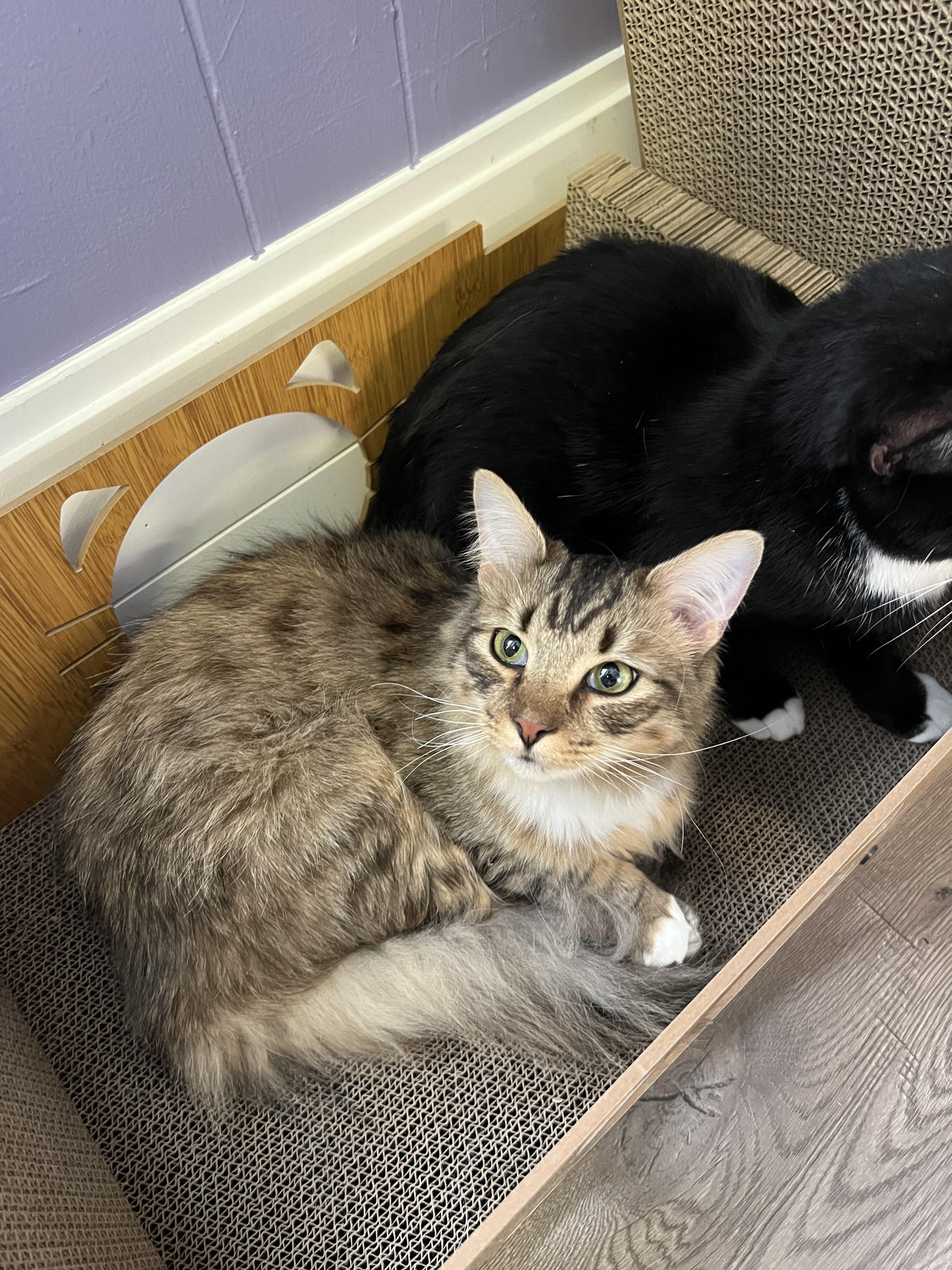 Enlarge Pepino + [Tiger], a Adoptable mixed breed in BREINIGSVILLE, PA image 6/6