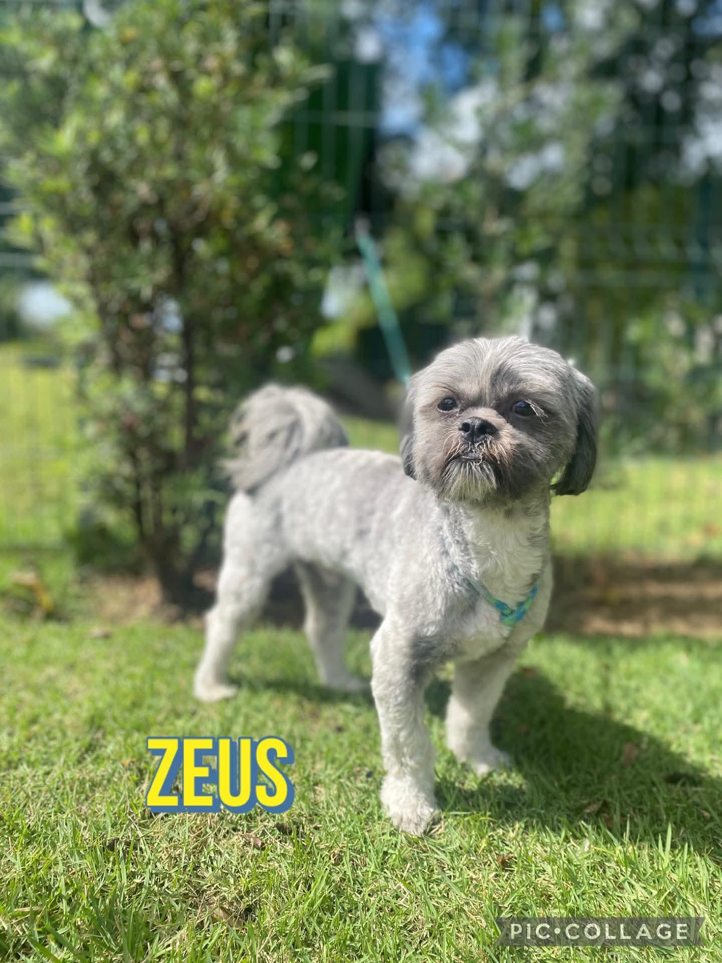 Enlarge ZEUS, an adopted mixed breed in Villalba, PR image 1/3