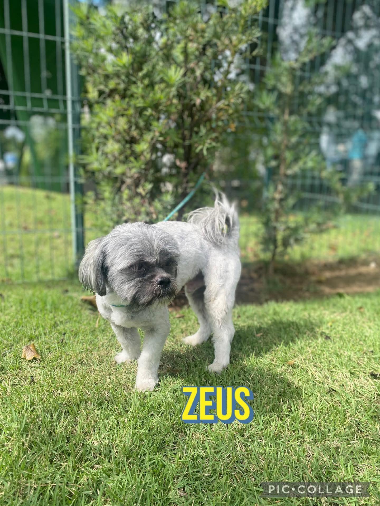 Enlarge ZEUS, an adopted mixed breed in Villalba, PR image 3/3