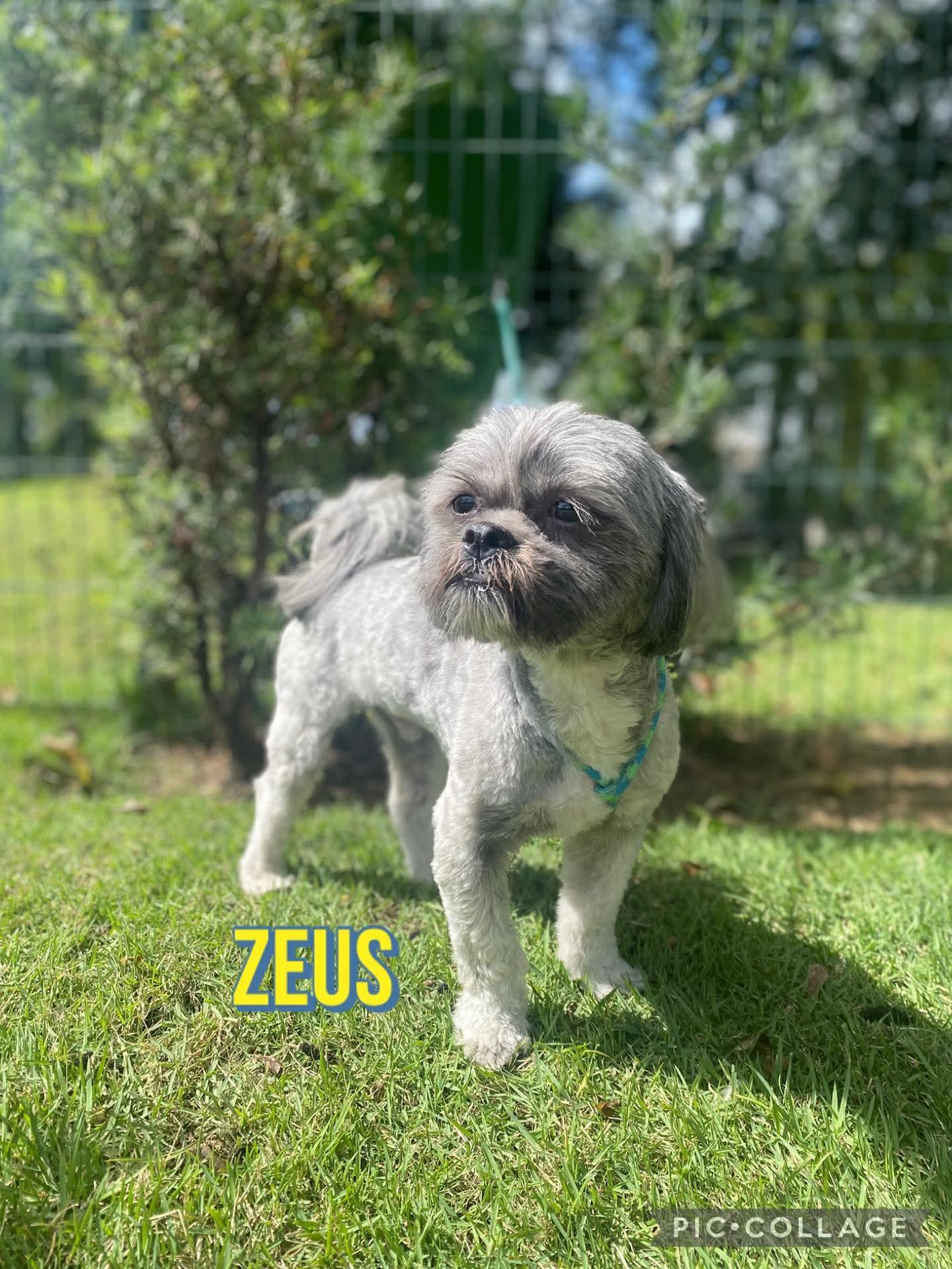 Enlarge ZEUS, an adopted mixed breed in Villalba, PR image 2/3