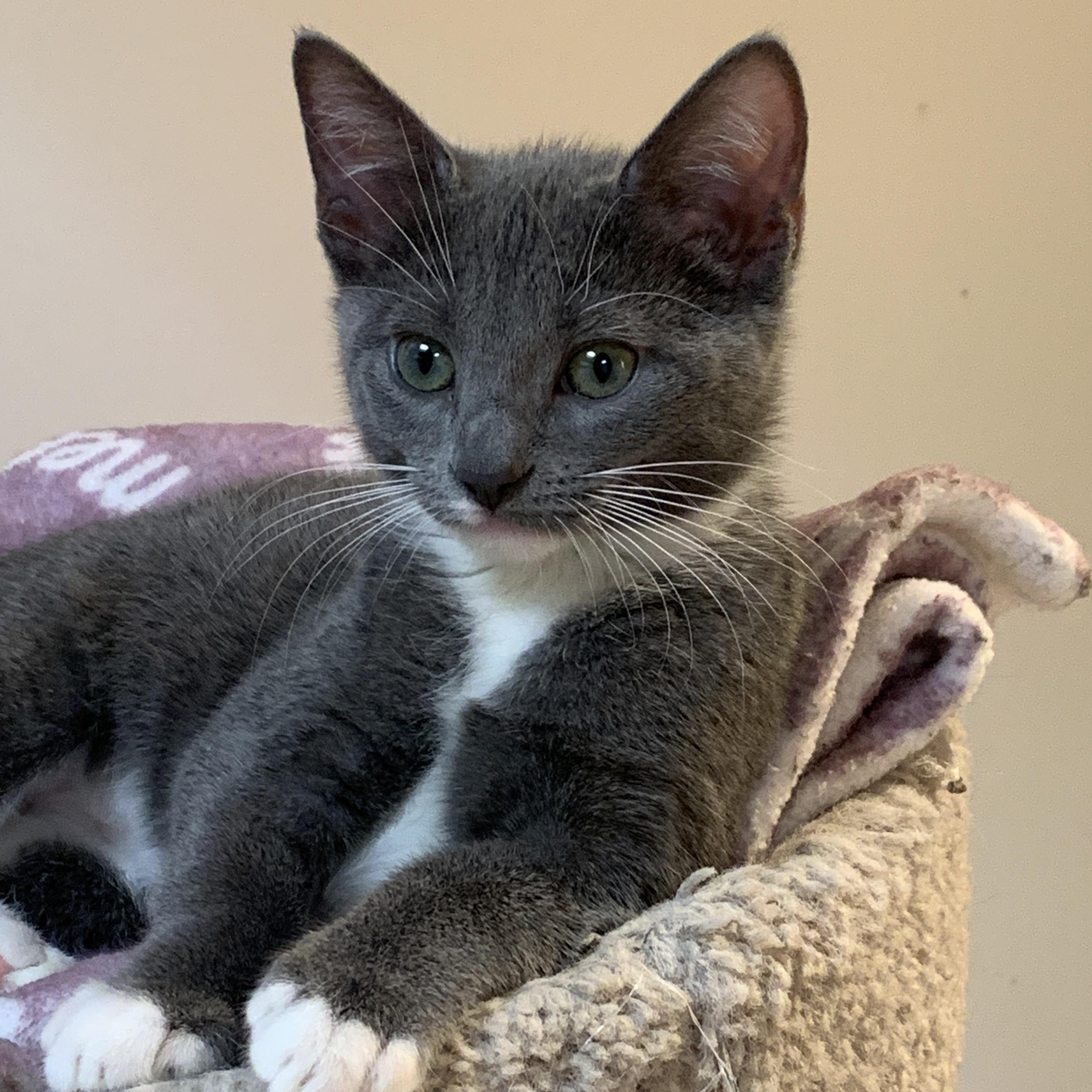 Enlarge Gumdrop, a Adoptable Domestic Short Hair in Saint Charles, MO image 2/2