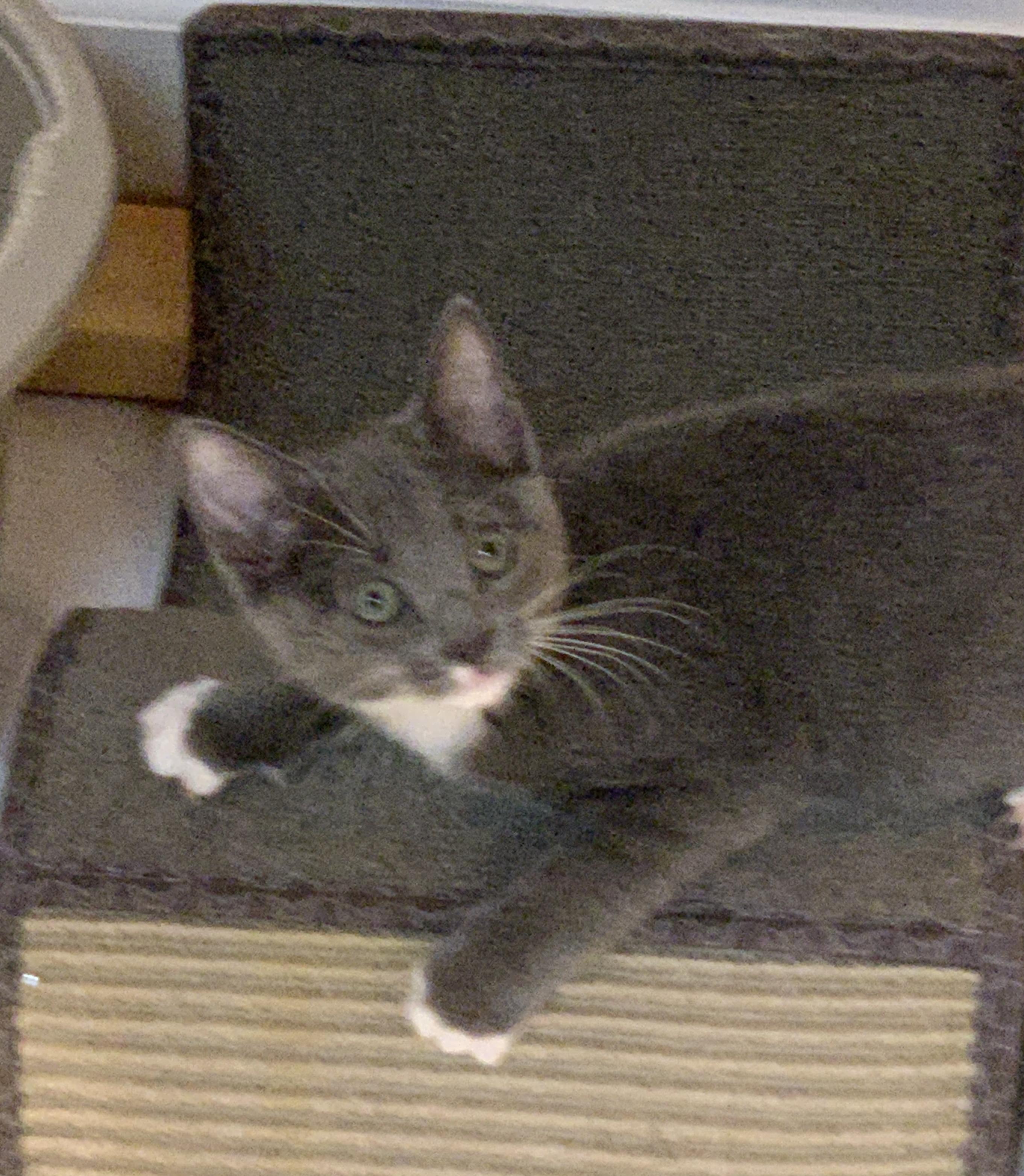 Gumdrop, Adoptable, Young Female Domestic Short Hair.