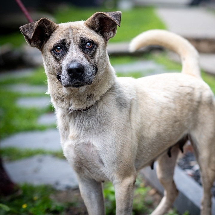 Junebug, Young Female Mixed Breed
