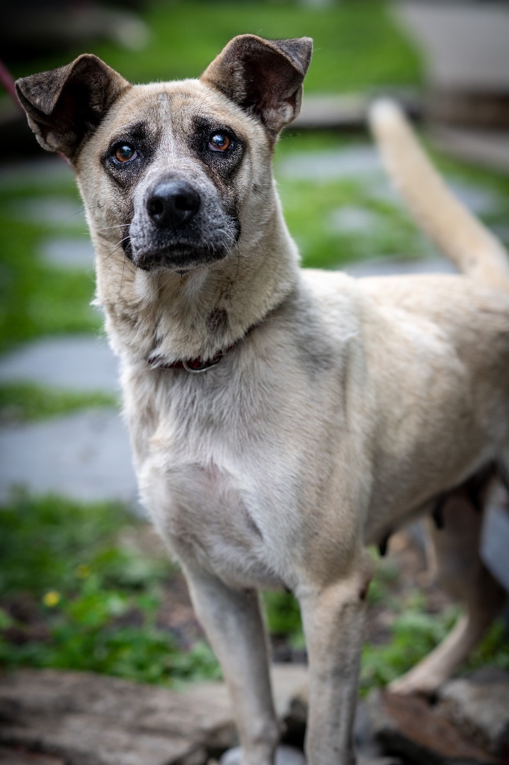 Junebug, a Adoptable Mixed Breed in Bedford, NY image 2/11
