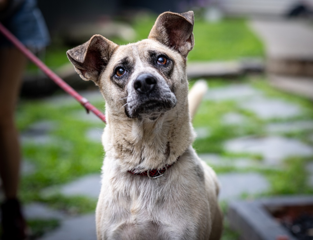 Junebug, a Adoptable Mixed Breed in Bedford, NY image 3/11