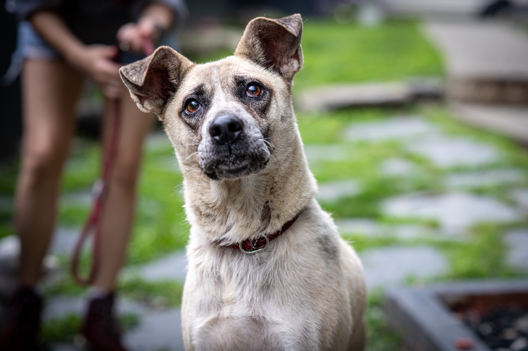 Junebug, a Adoptable Mixed Breed in Bedford, NY image 4/11