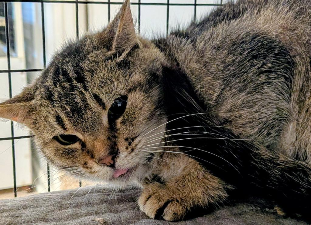 Carlotta, Adoptable, Adult Female Domestic Short Hair.