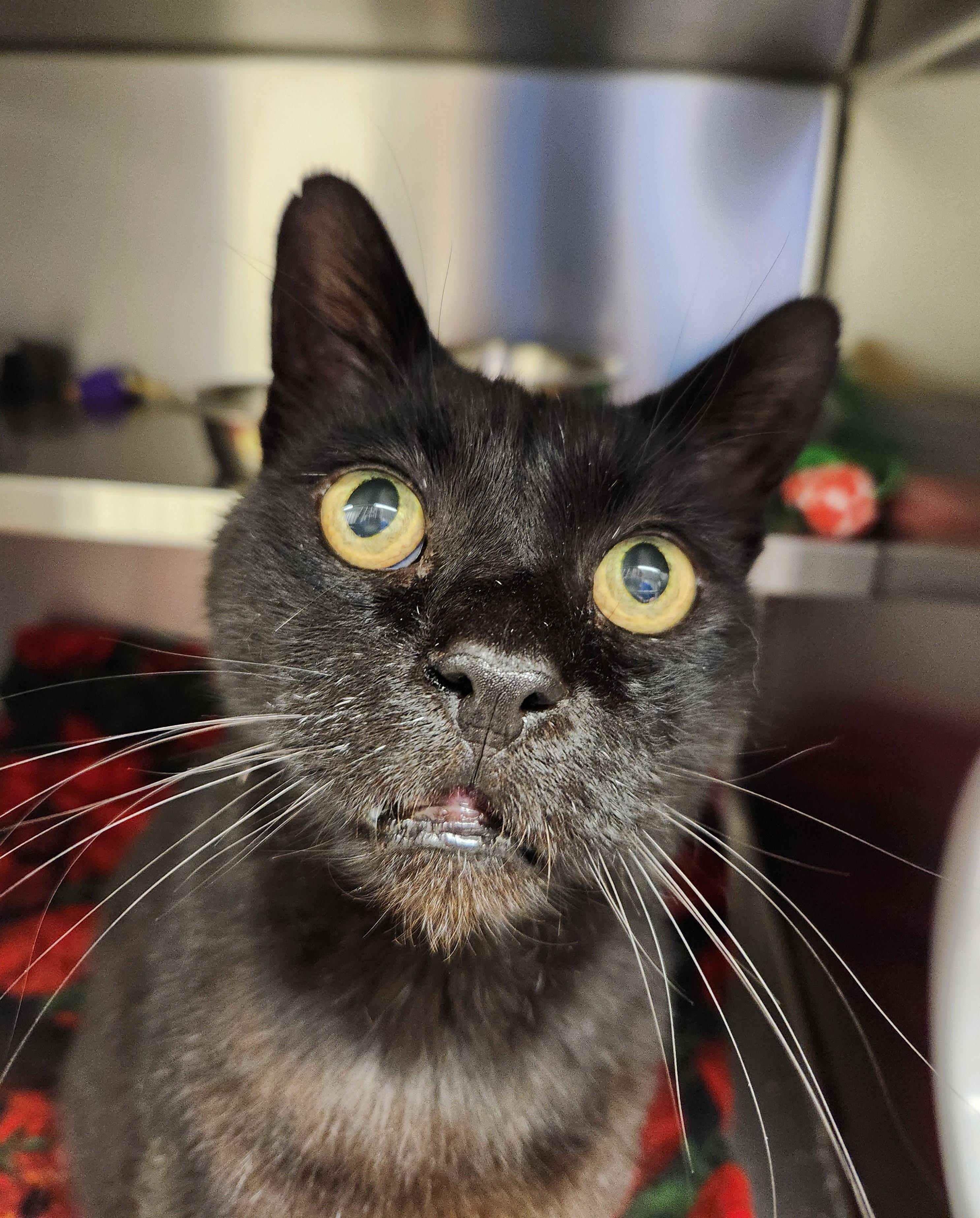Robert, a Adoptable mixed breed in Liberty, MO image 1/2