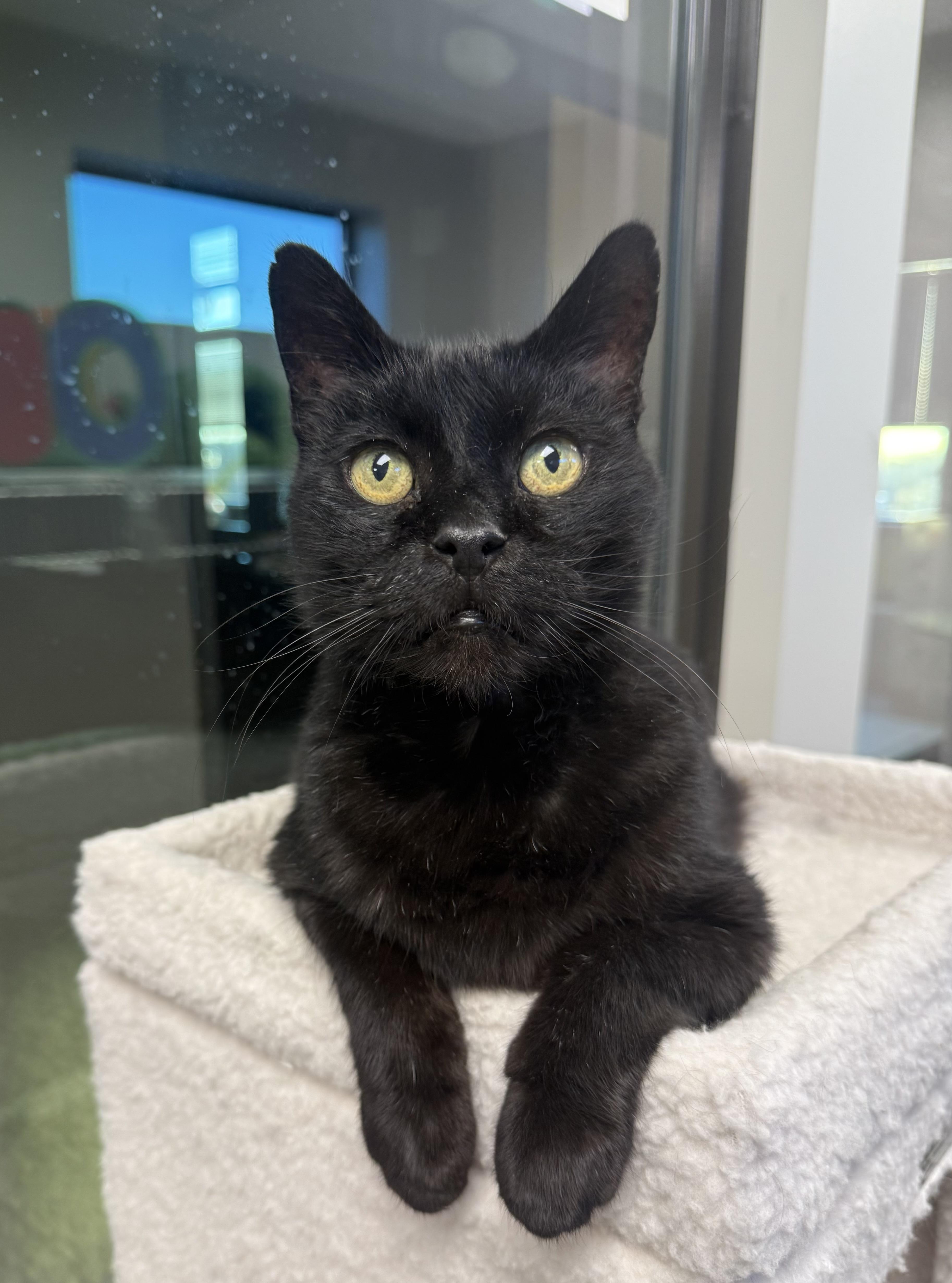 Enlarge Robert, an adopted mixed breed in Liberty, MO image 5/6