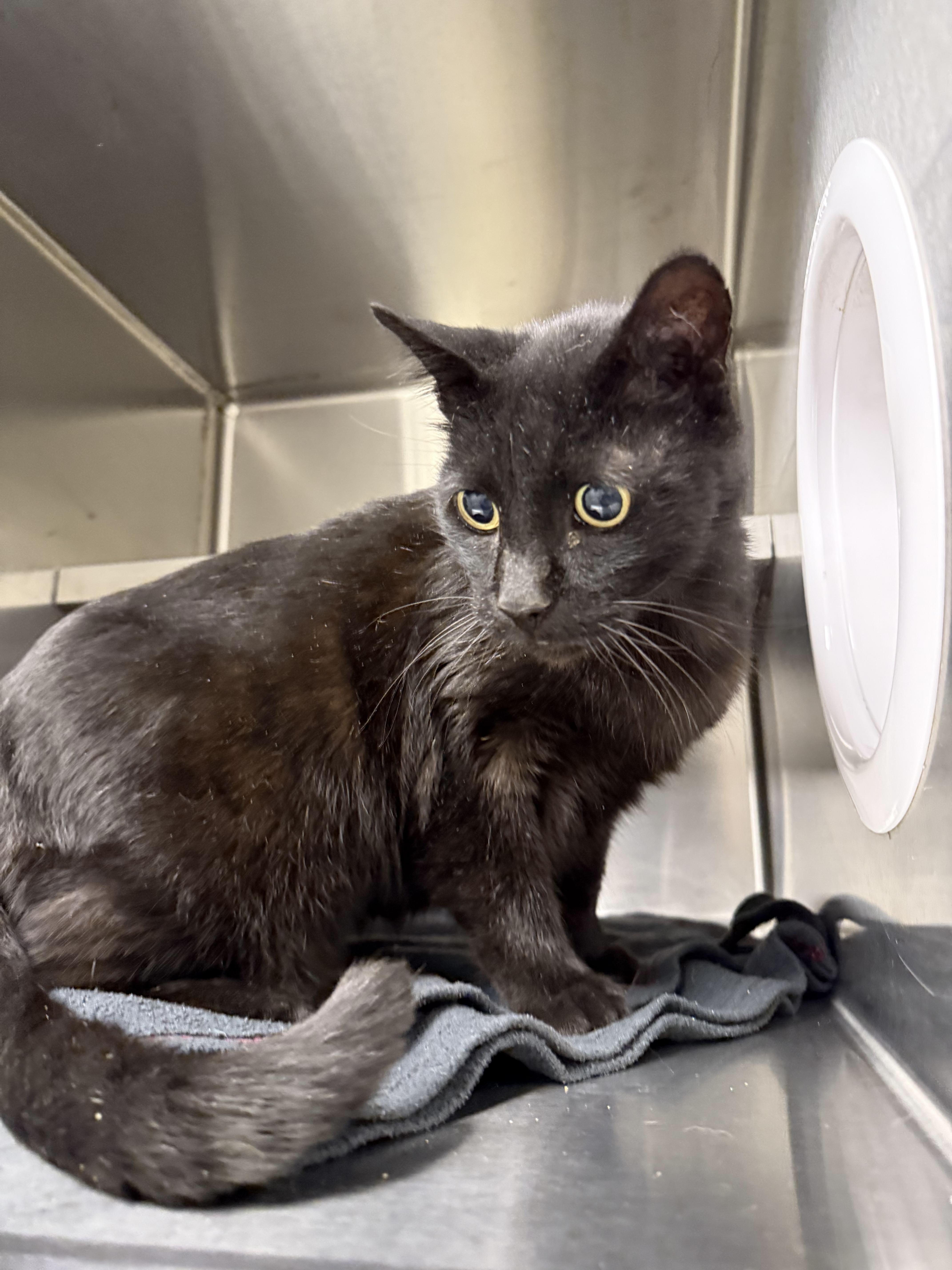 Robert, Adoptable, Adult Male Domestic Short Hair.