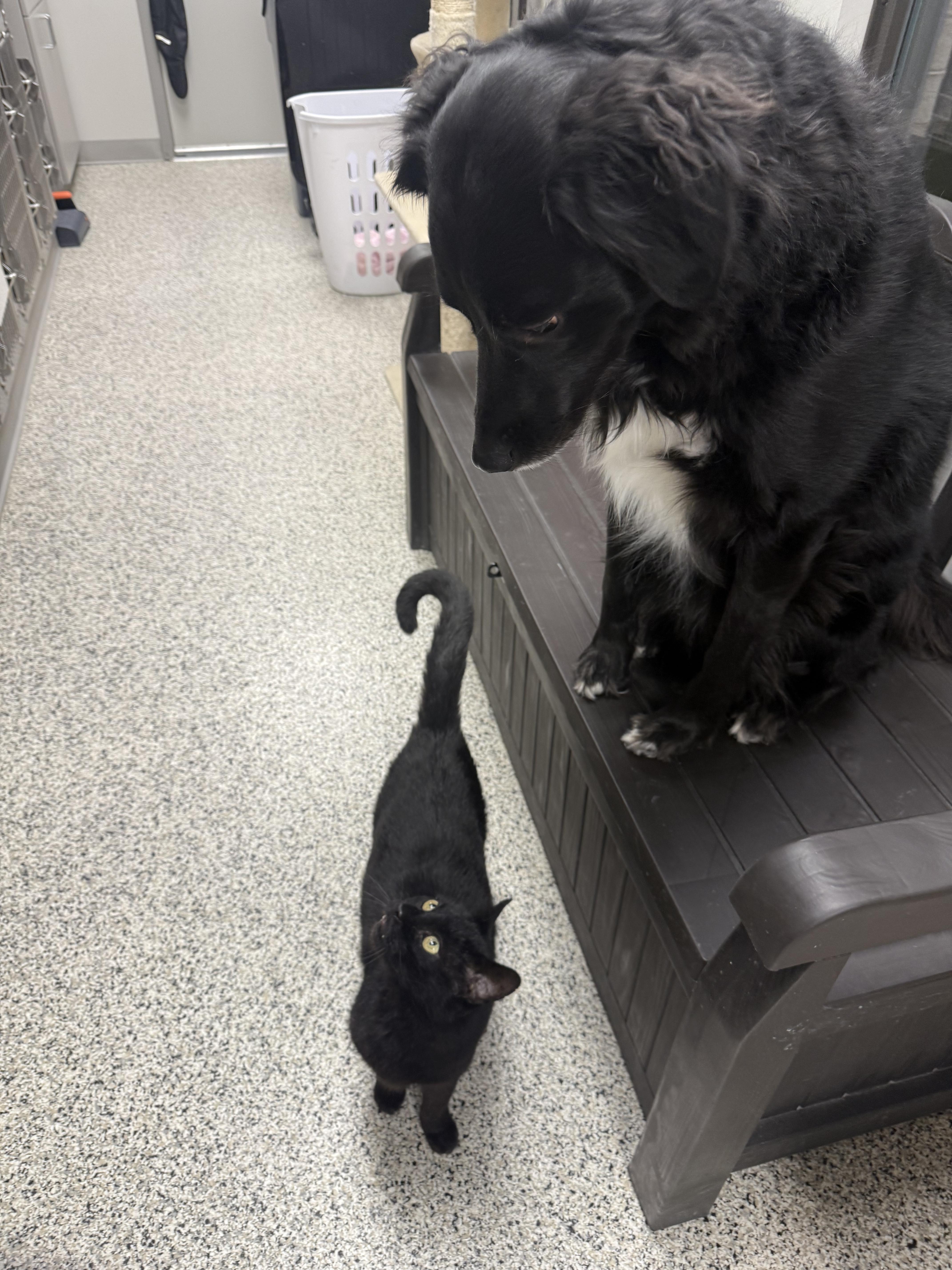 Enlarge Robert, an adopted mixed breed in Liberty, MO image 6/6