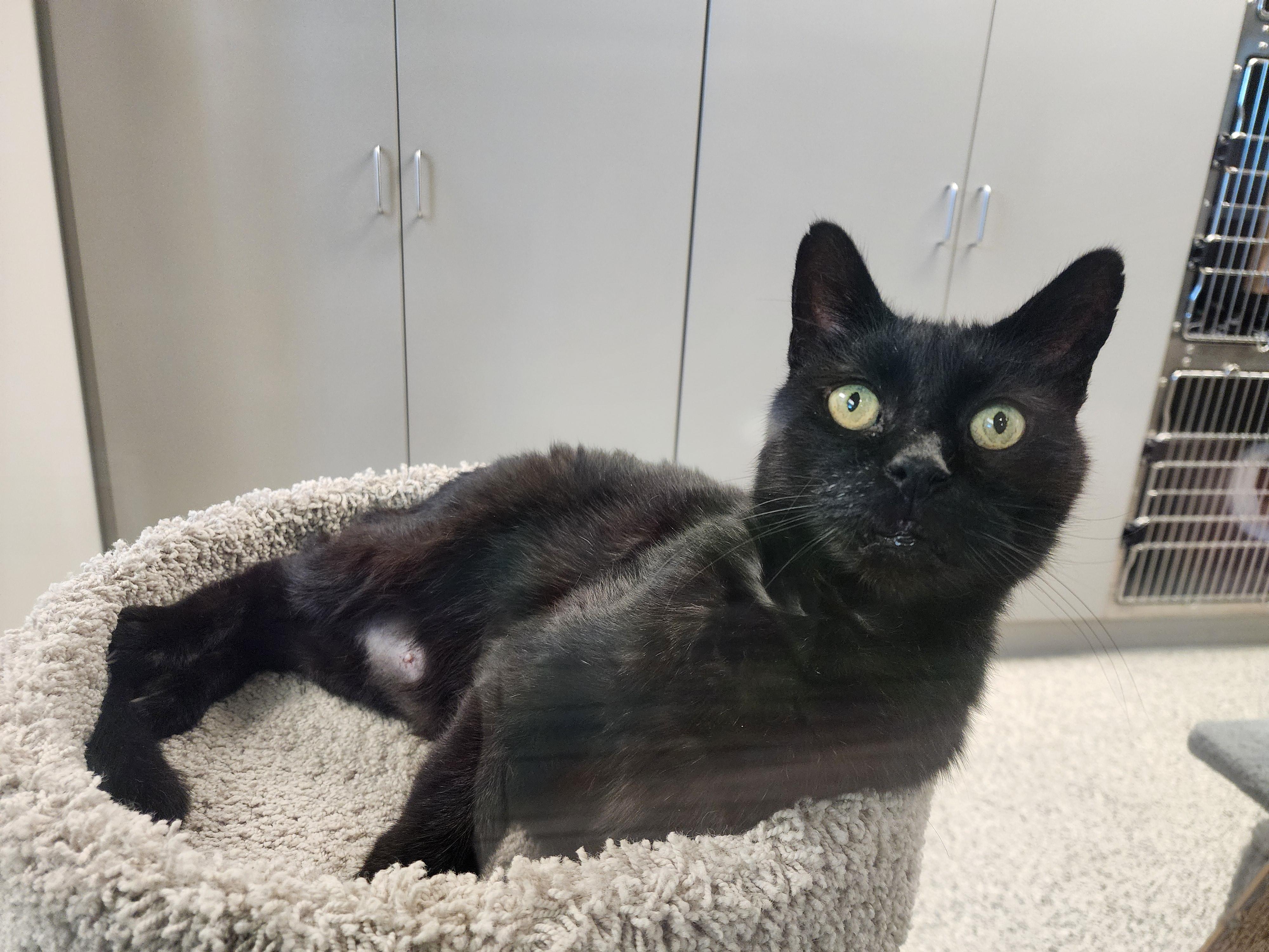 Robert, Adoptable, Adult Male Domestic Short Hair.